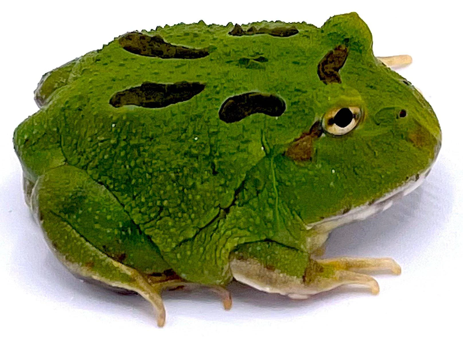 4 Spot Patternless Green Pacman Frogs