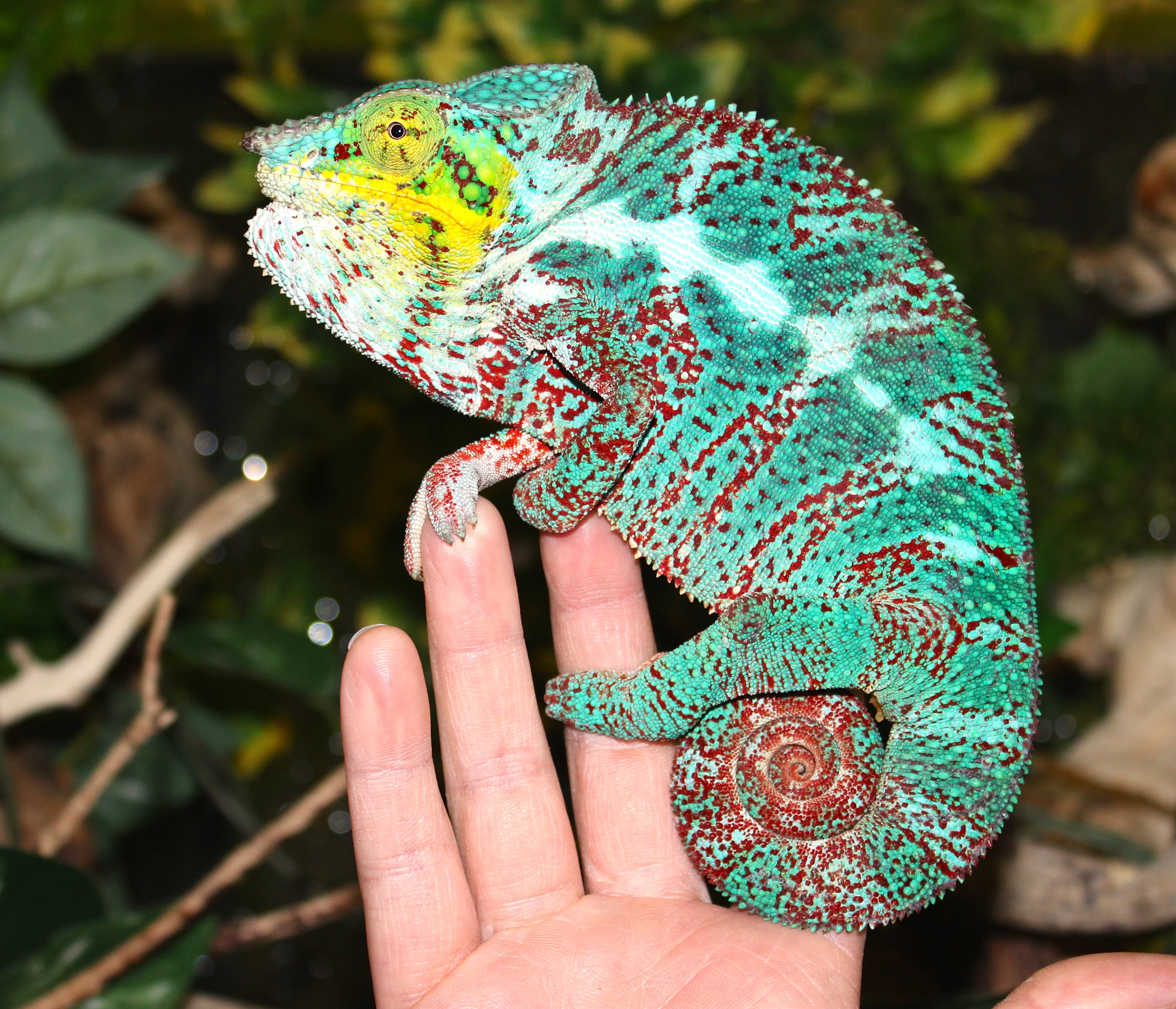 Panther Chameleon Ambanja CBB Juvinile (F. pardalis) - Image 3