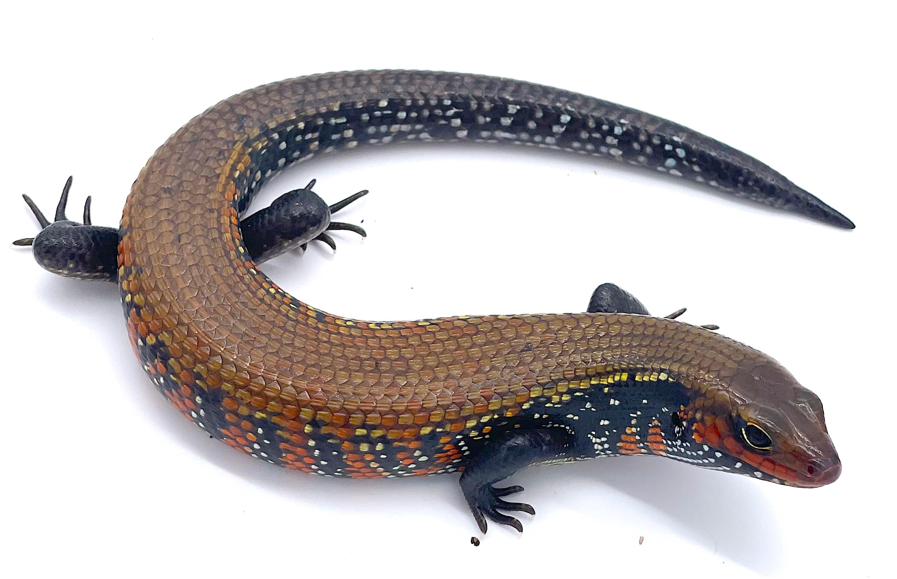 Fire Skinks