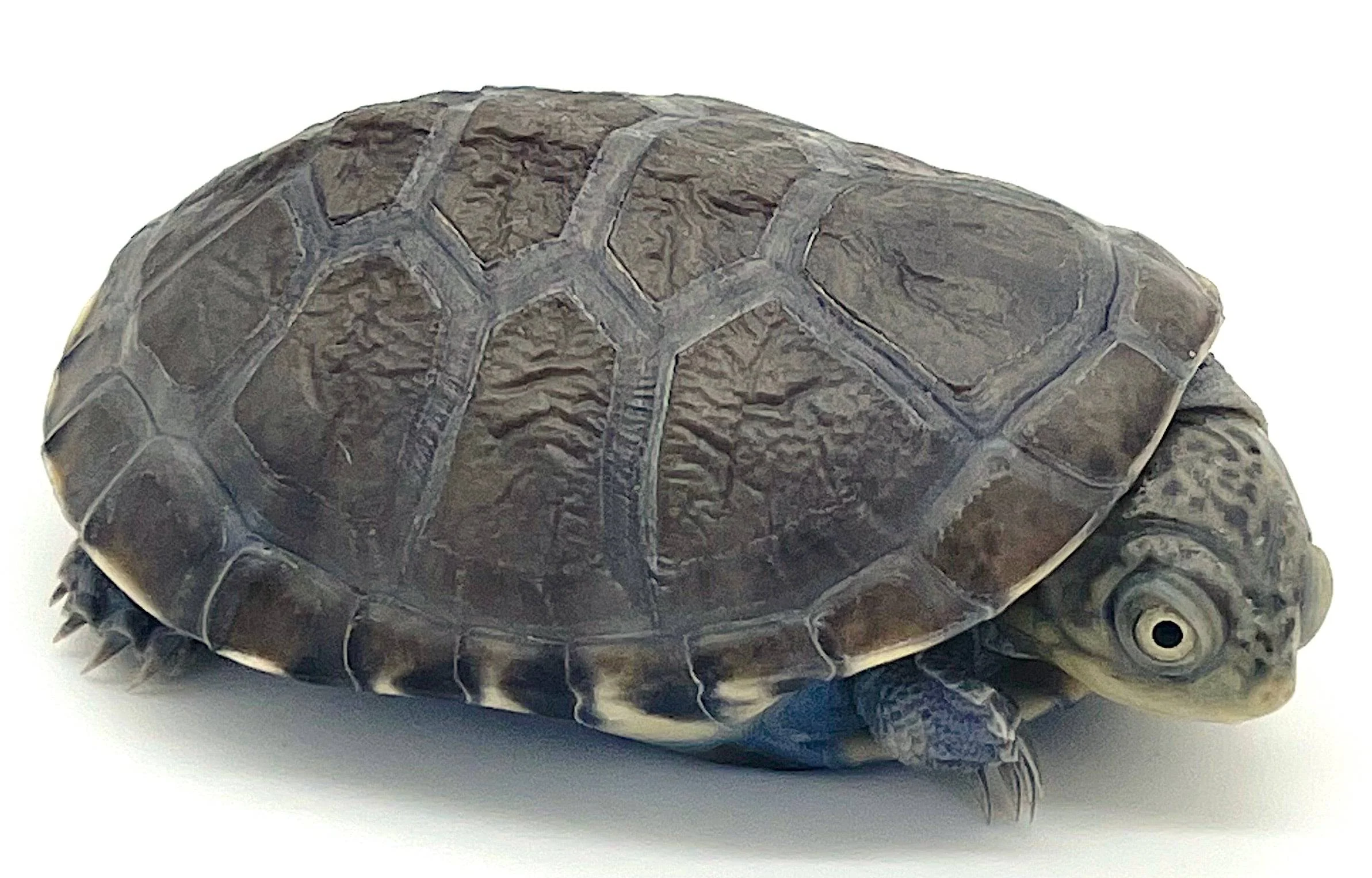African Side Neck Turtle C.B. Babies