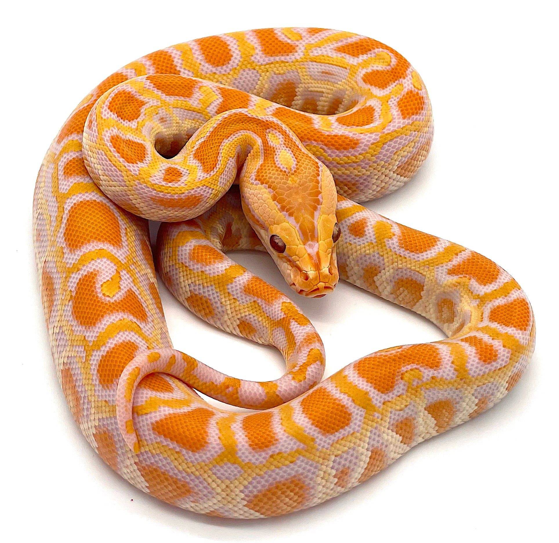 Albino Burmese Python