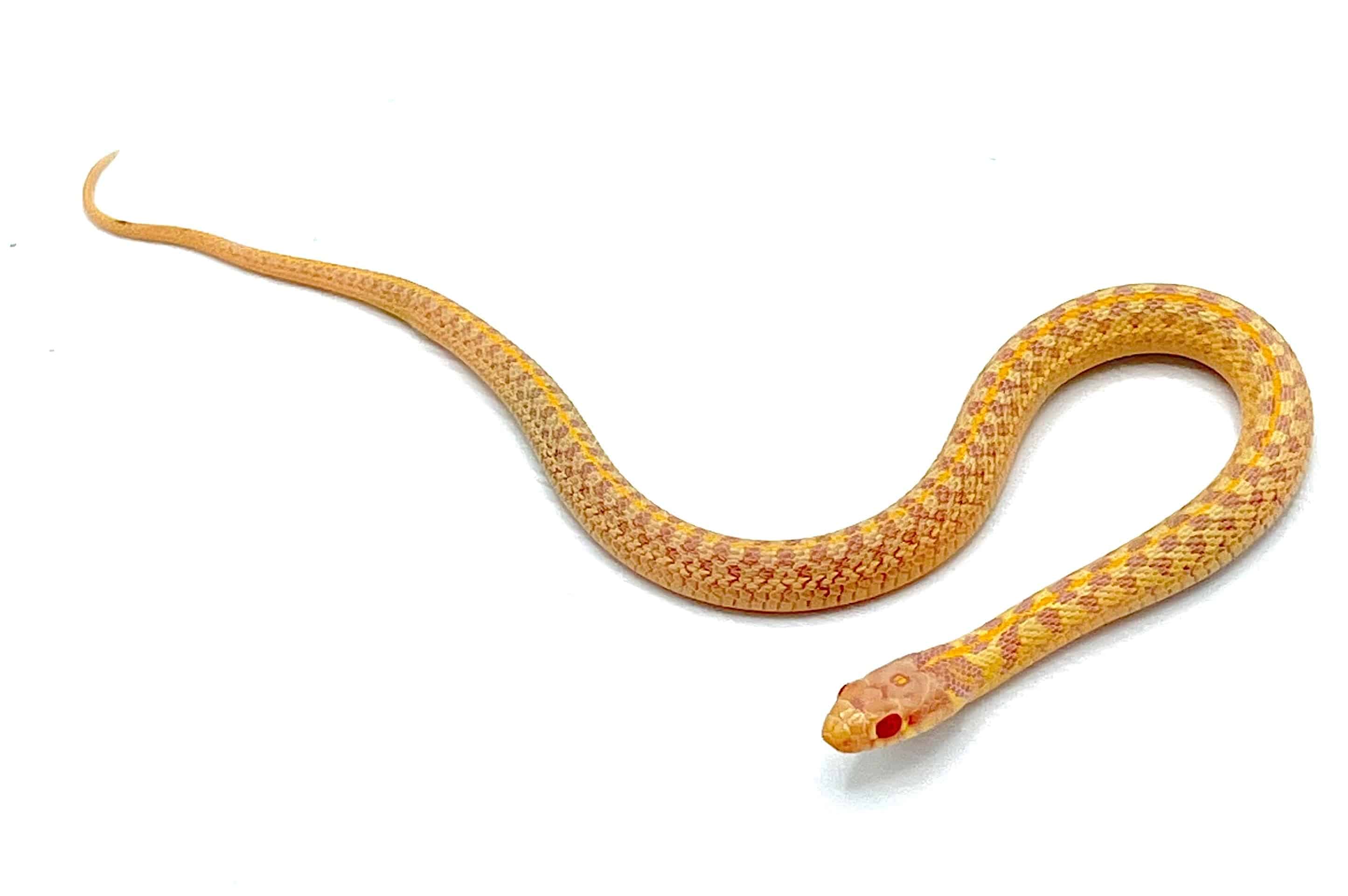 Albino Checkered Garter Snake