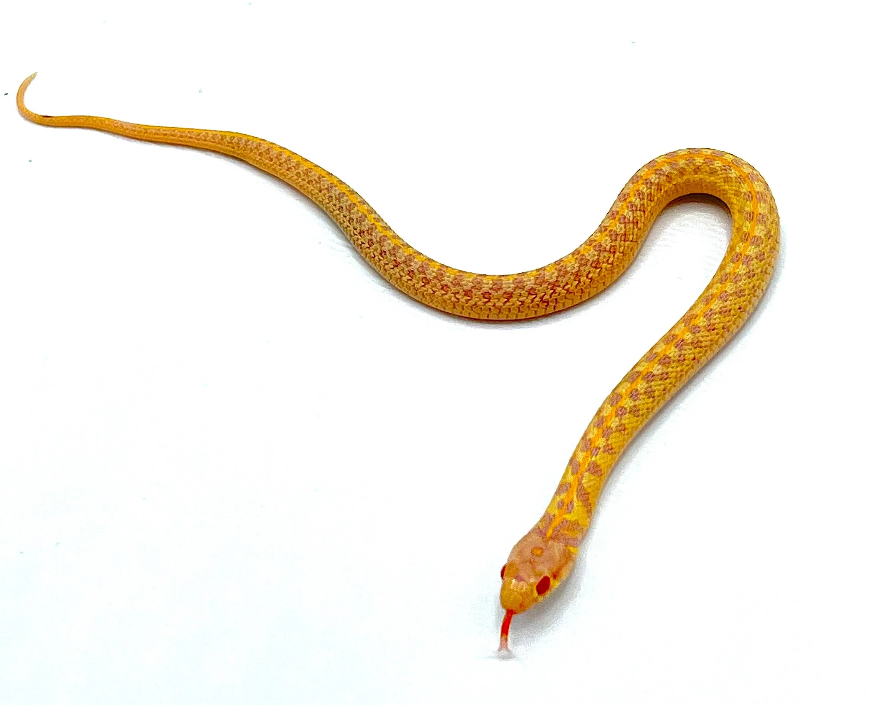 Albino Checkered Garter Snake - Image 2