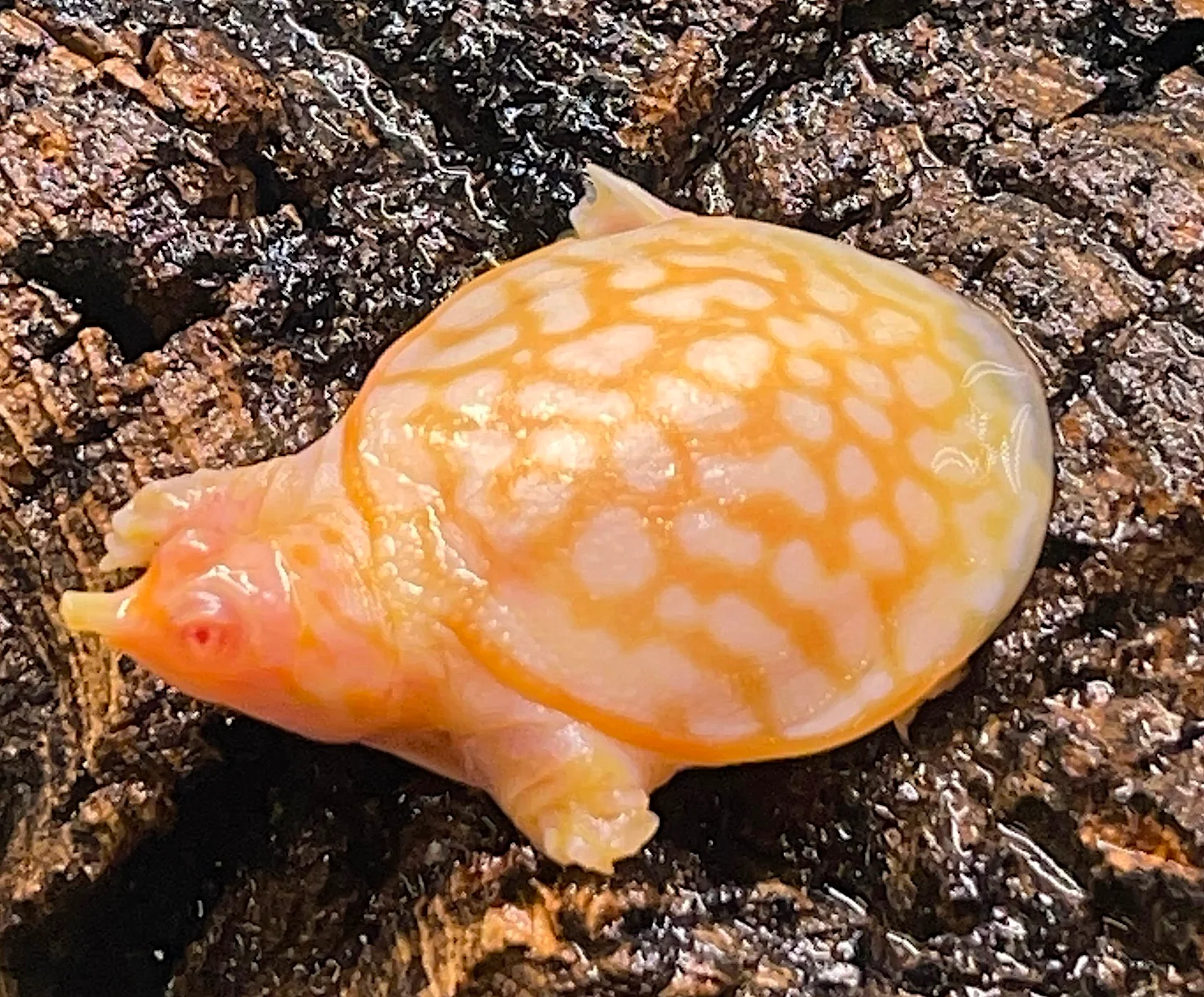 Albino Florida Softshell Turtle