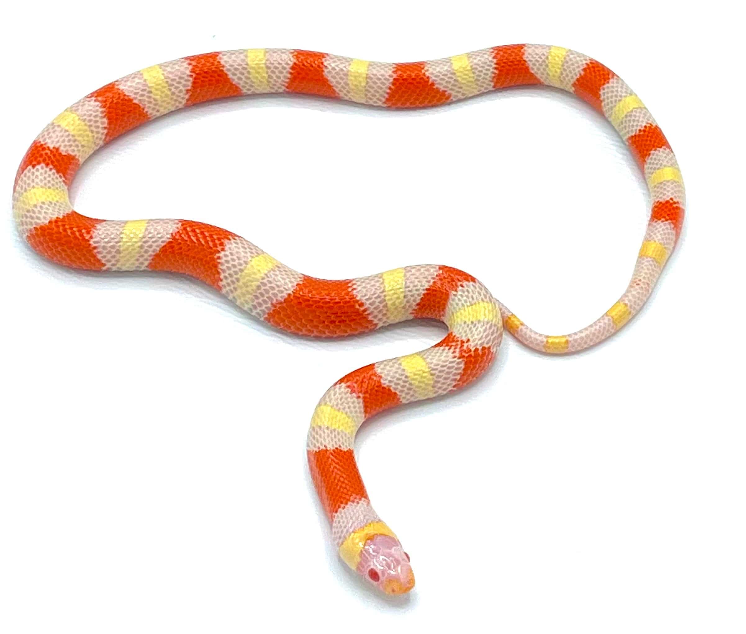 Albino Nelson's Milk Snake