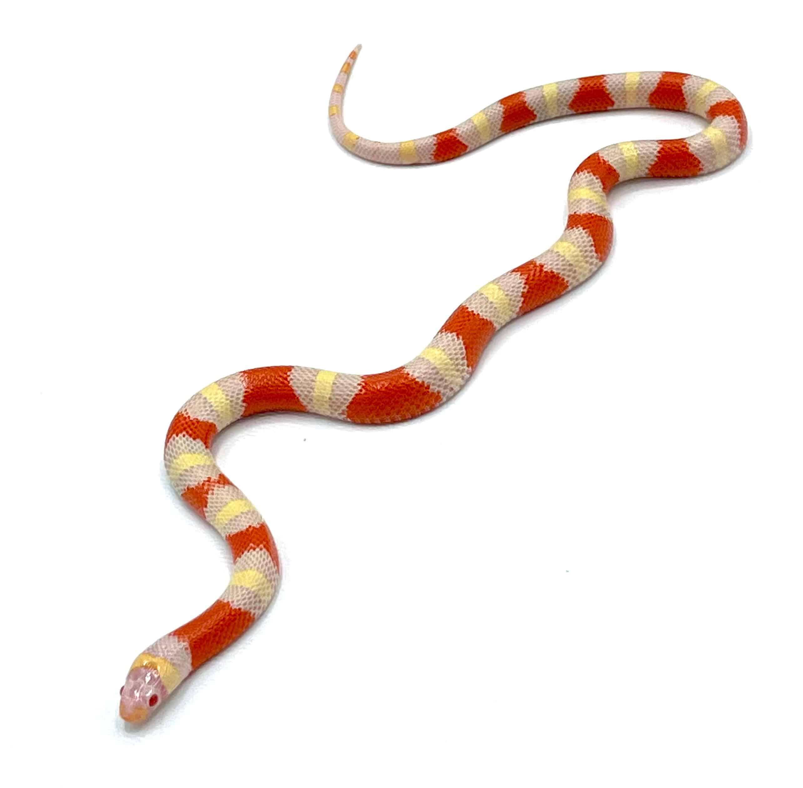 Albino Nelson's Milk Snake - Image 2