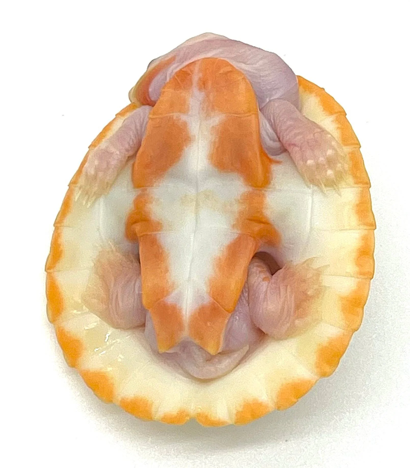 Albino Pink Belly Side Neck Turtle - Image 2