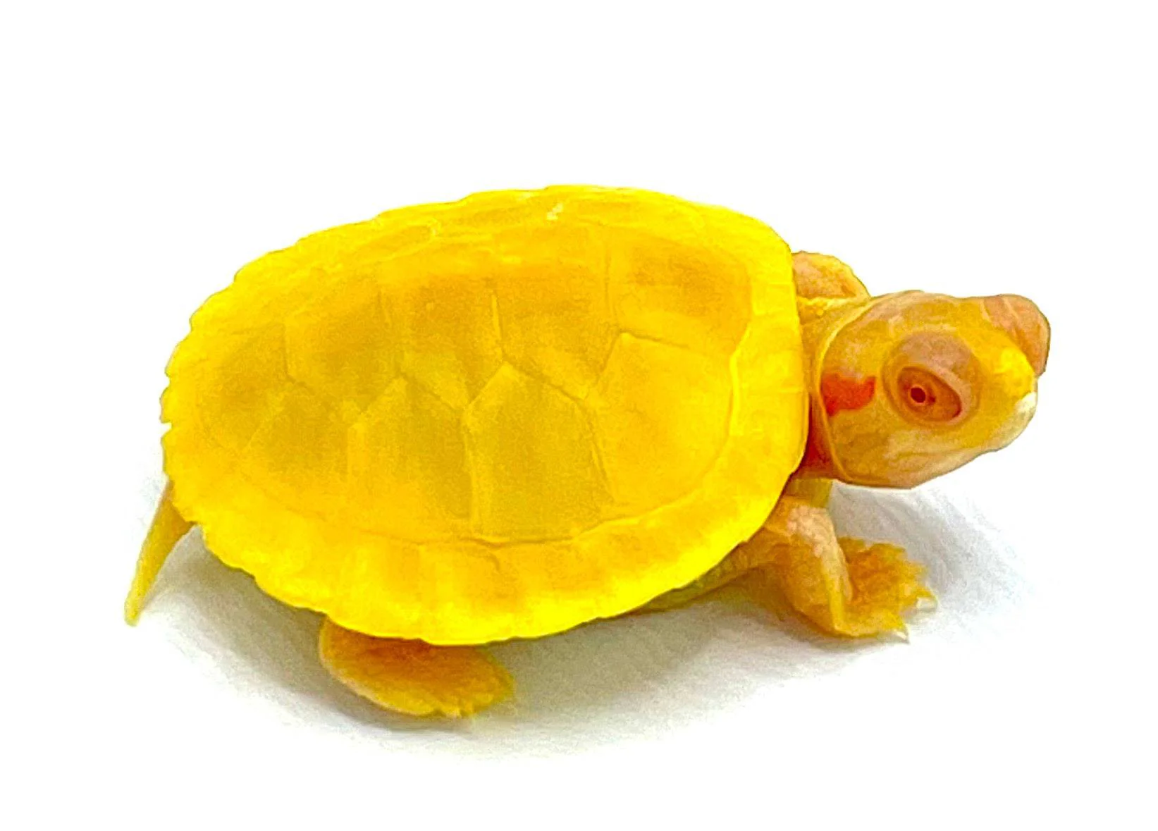 Albino Red Ear Slider - Image 3