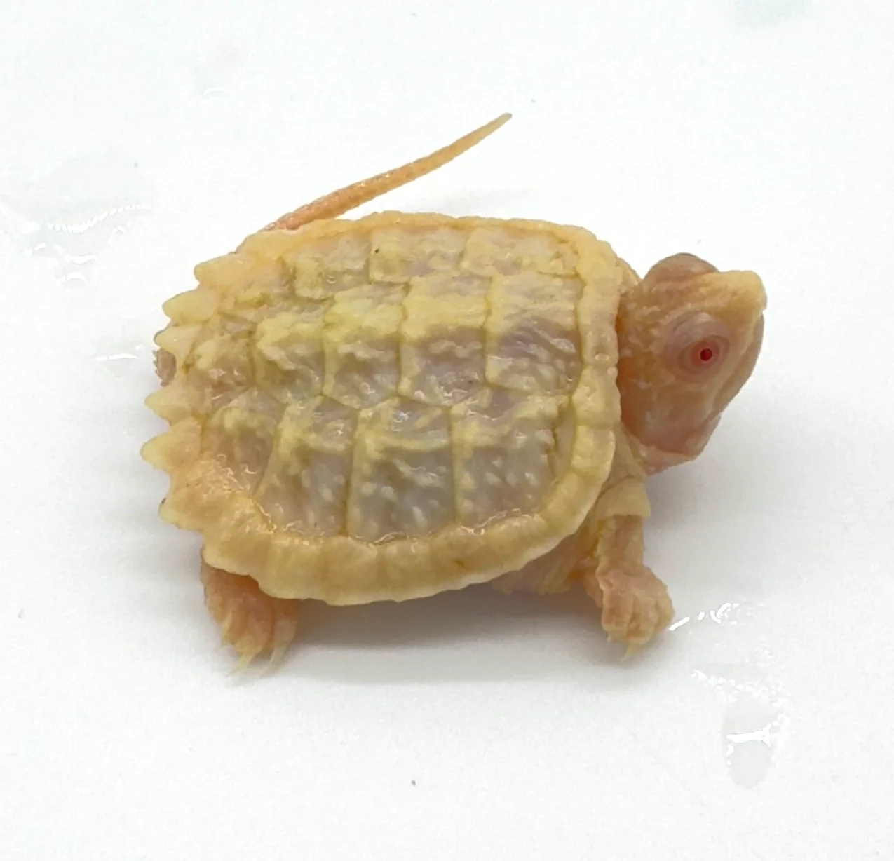 Albino Snapping Turtle