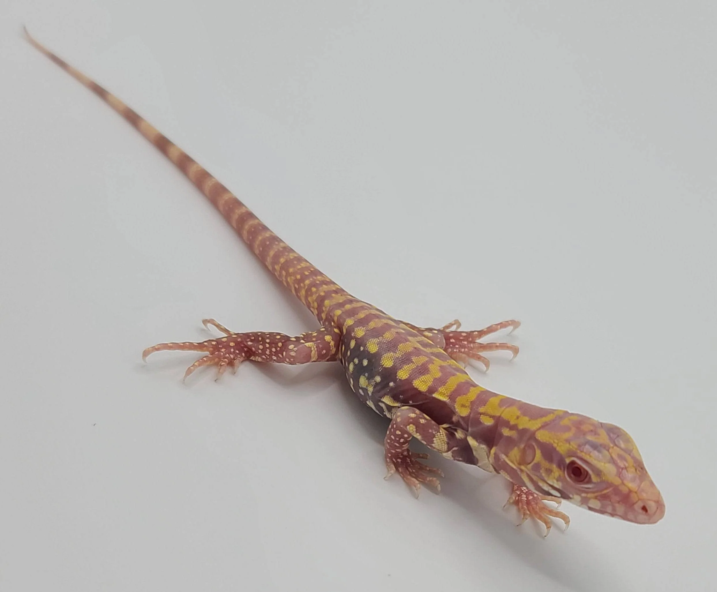 Albino Tegus - Image 3
