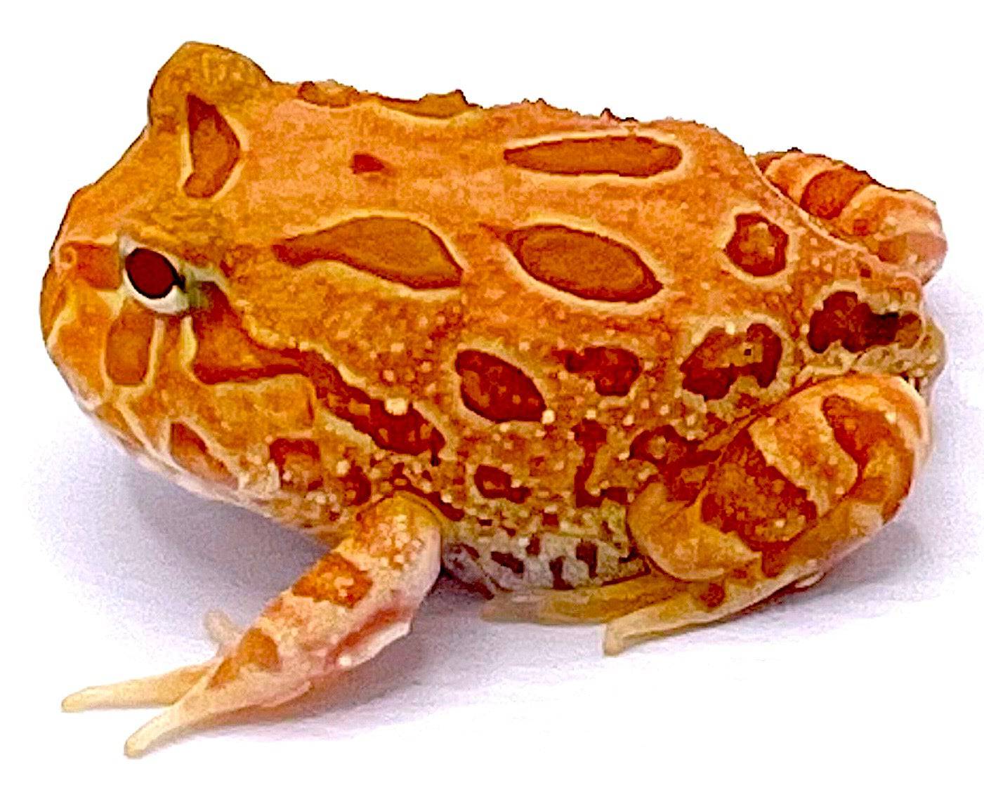 Apricot Pacman Frog