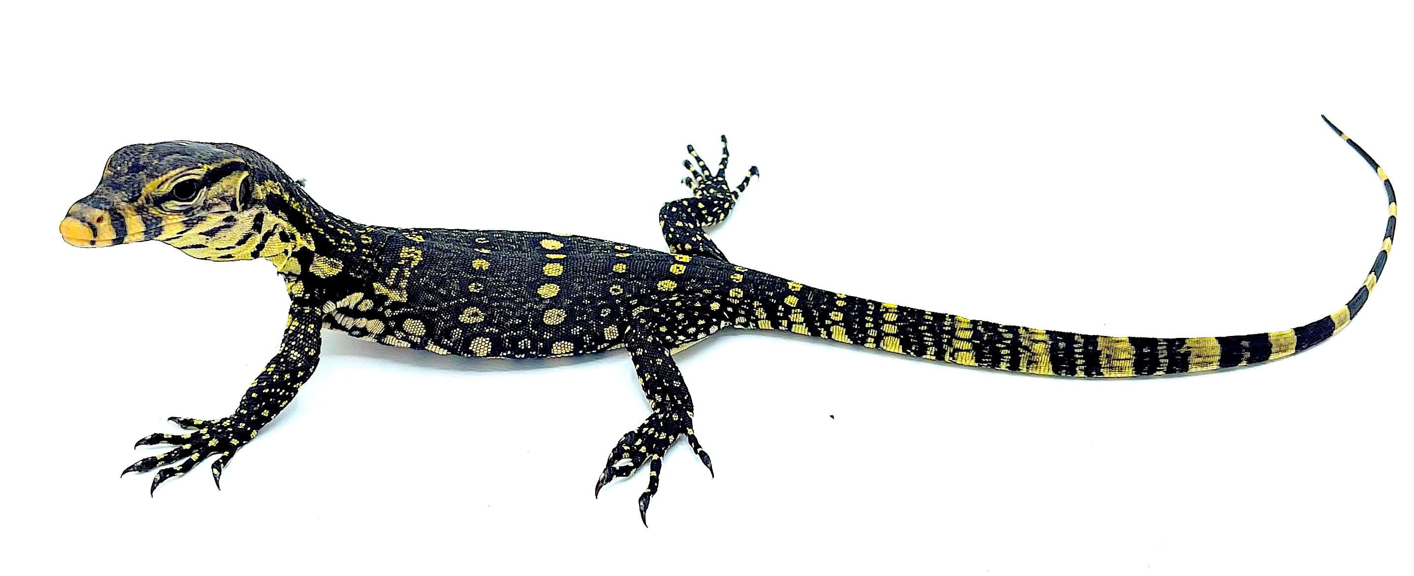 Asian Water Monitors (Varanus salvator) - Image 3