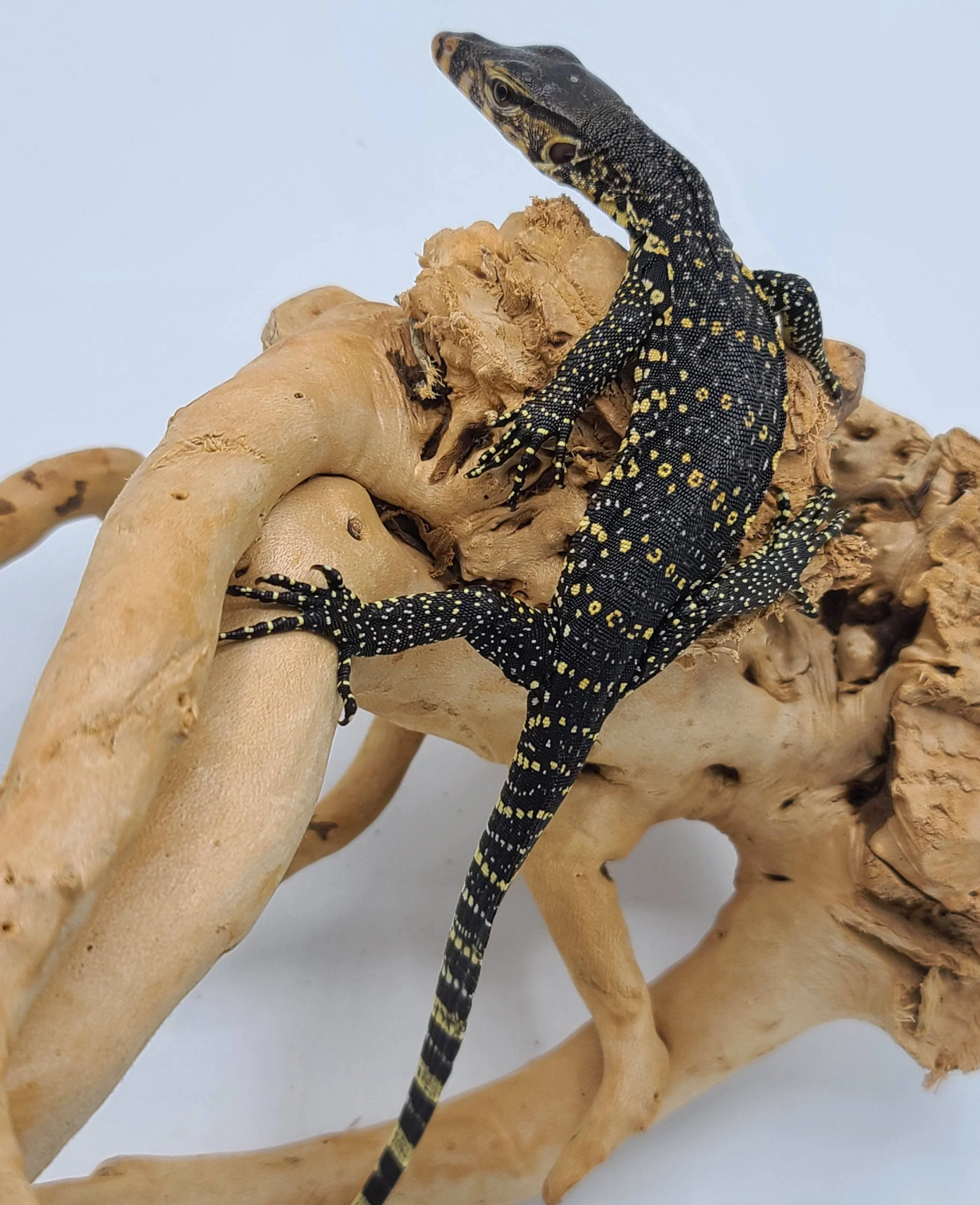 Asian Water Monitors (Varanus salvator) - Image 4