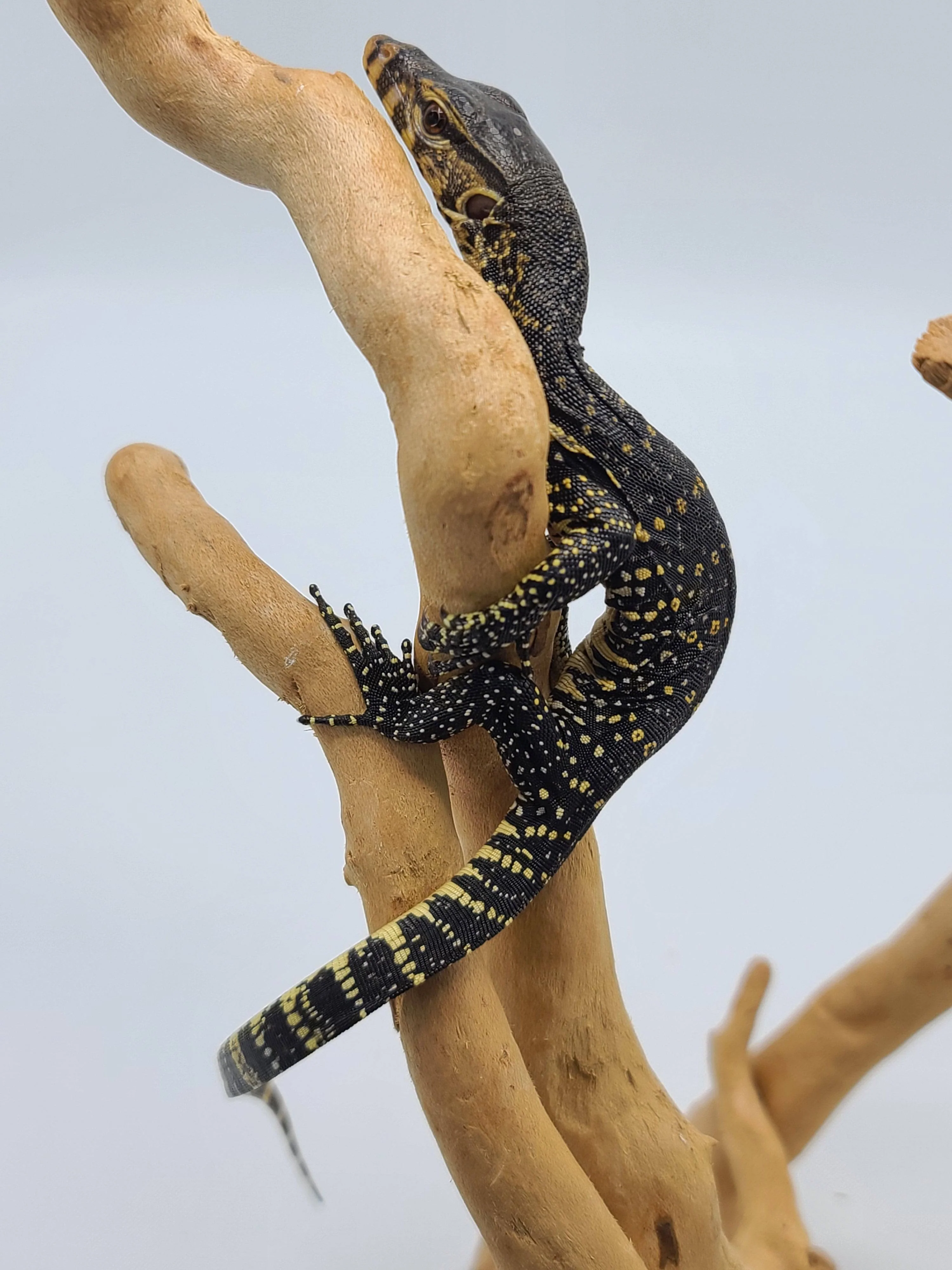 Asian Water Monitors (Varanus salvator) - Image 5