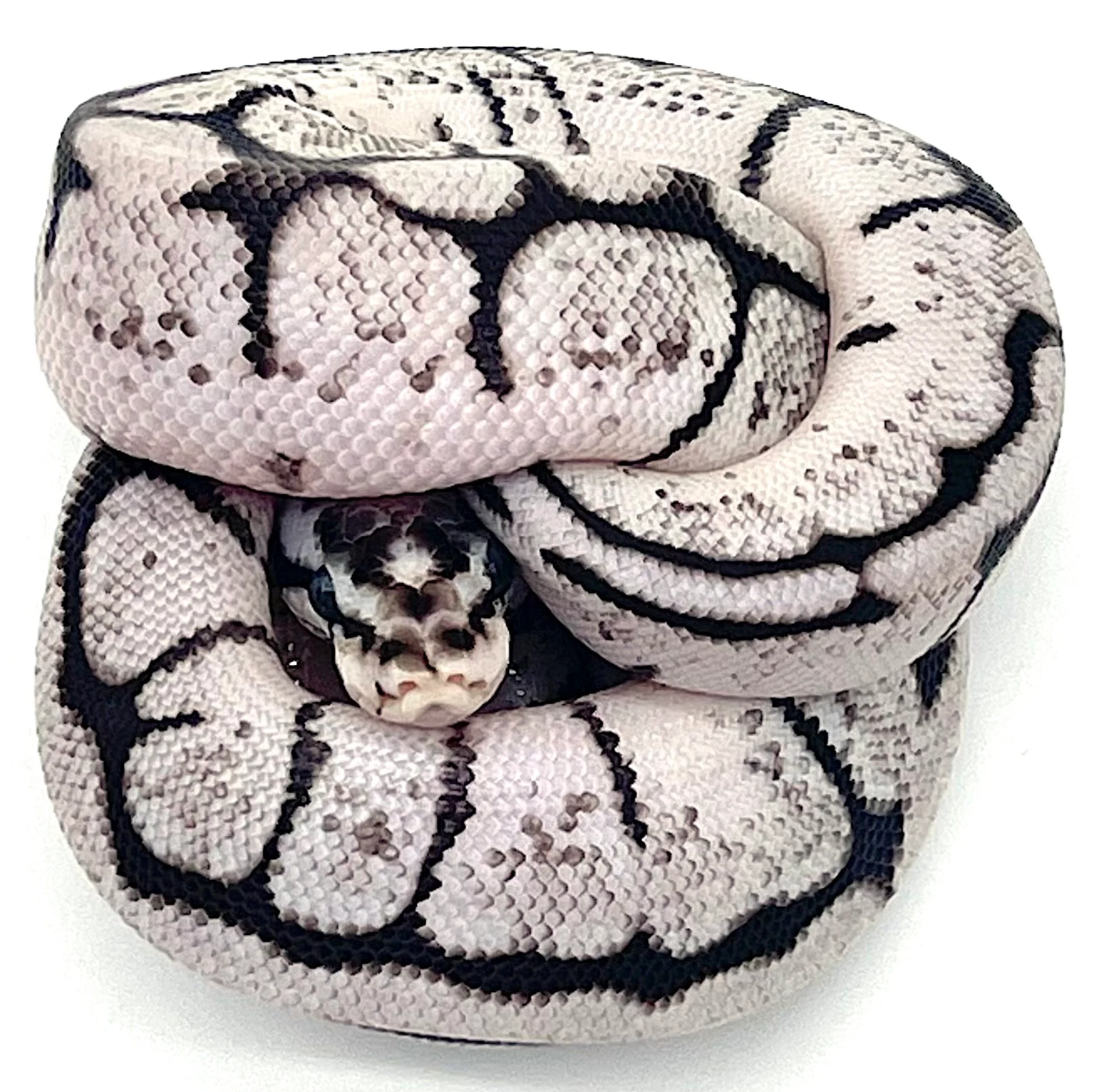 Axanthic Bee Ball Python