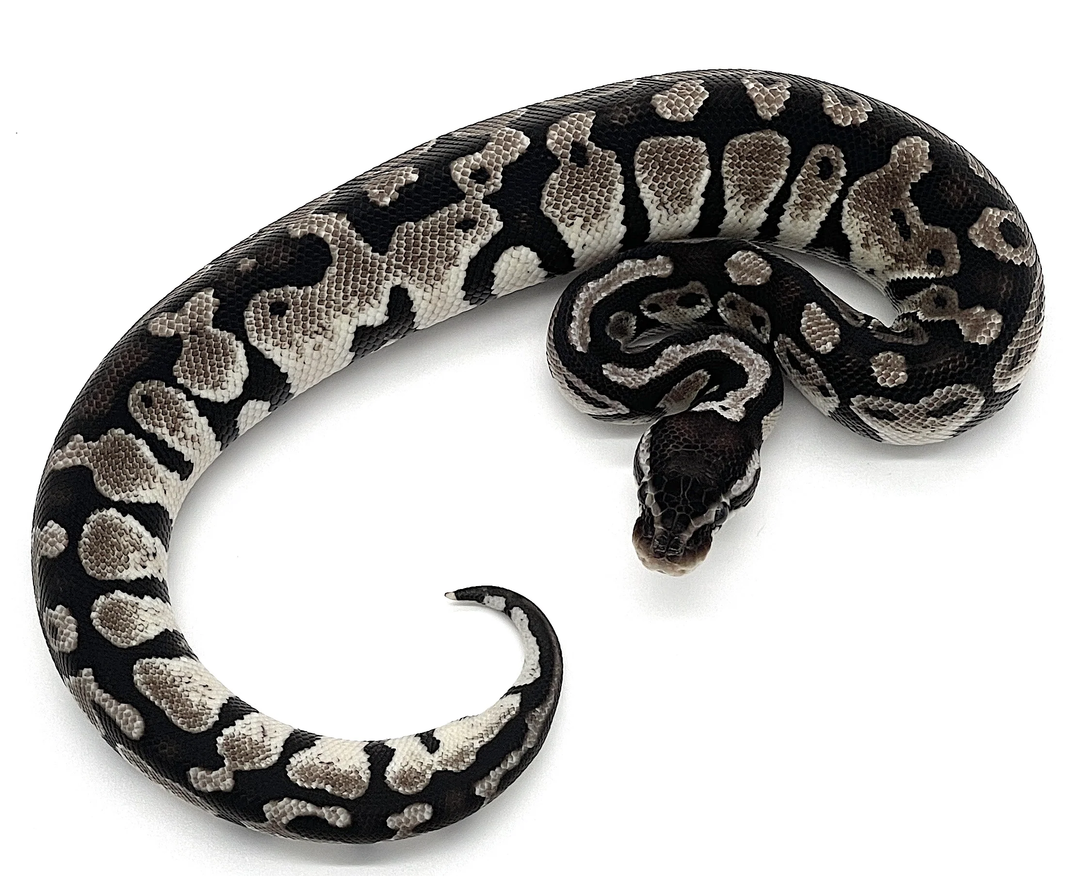 Axanthic Pastel Ball Python