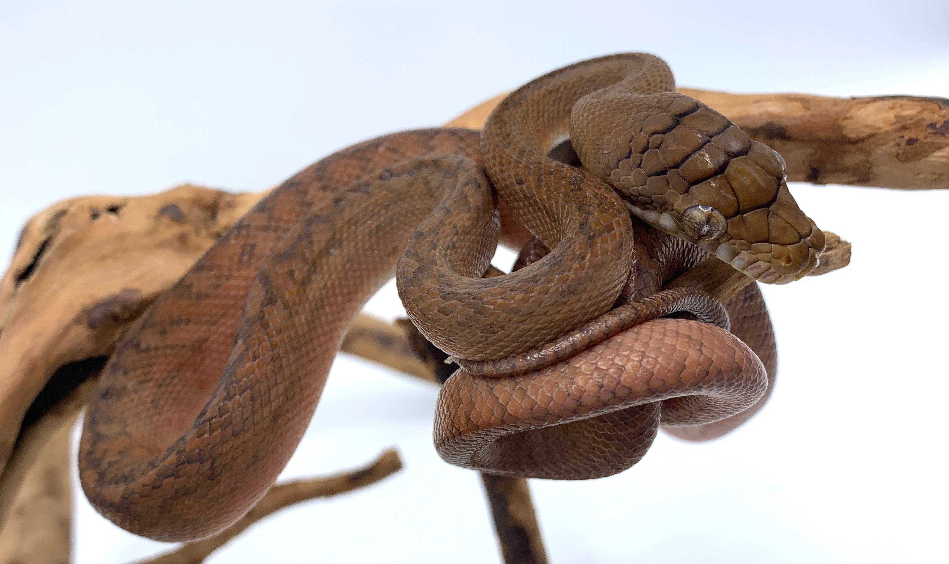 Baby Amethystine Python