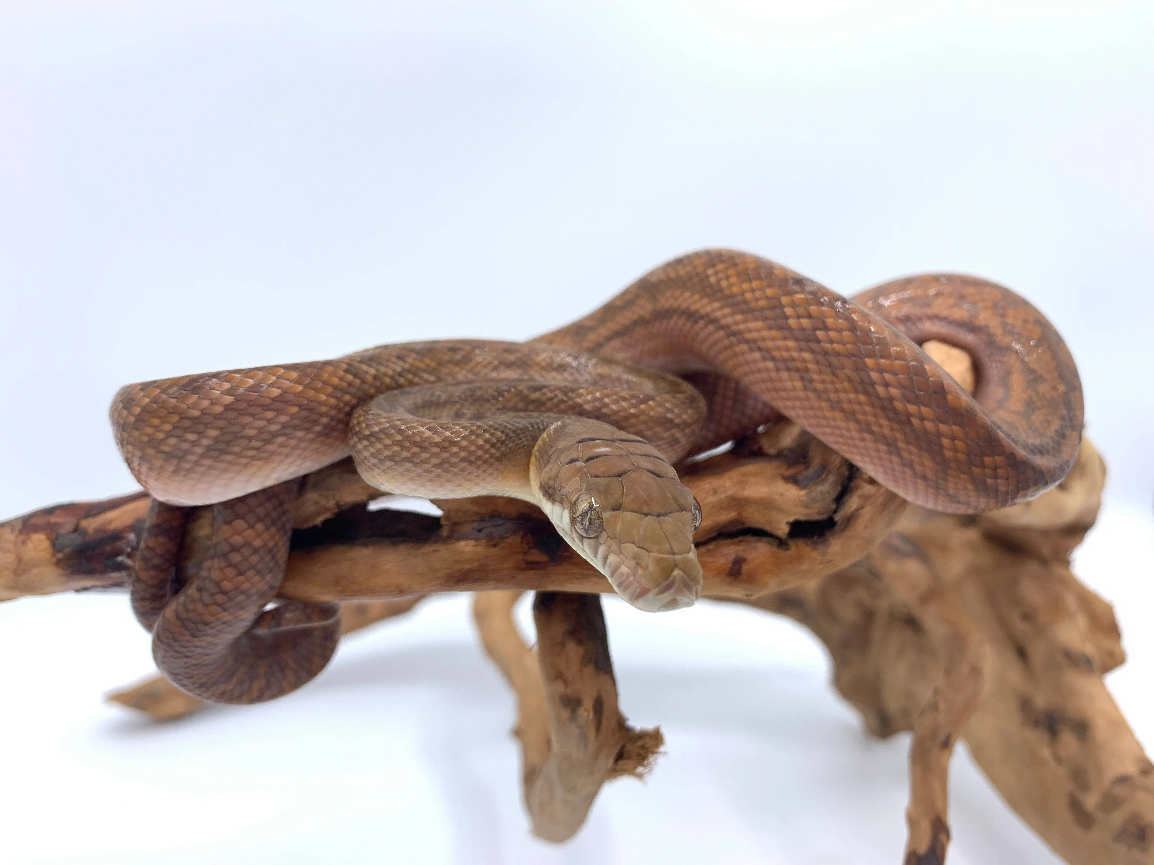 Baby Amethystine Python - Image 2