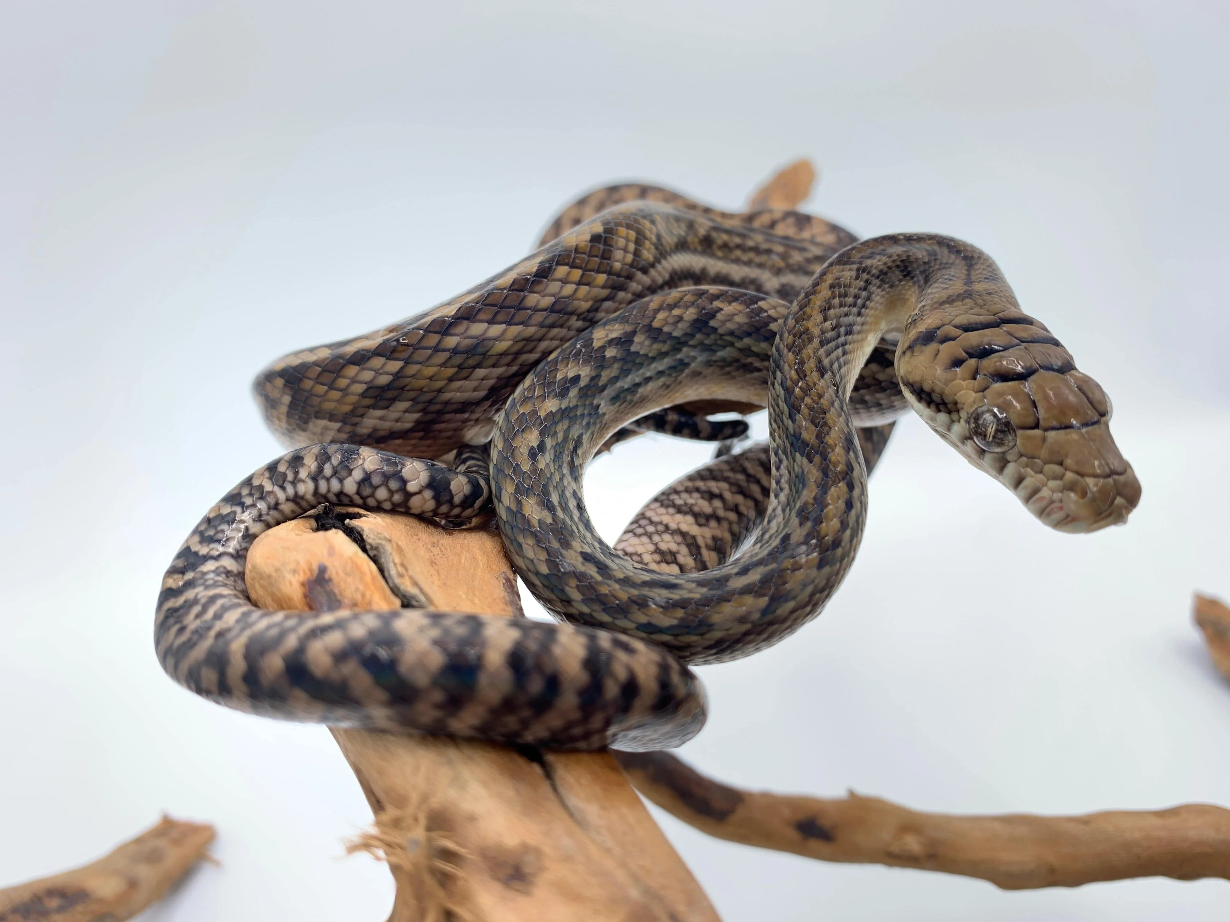 Baby Amethystine Python - Image 3