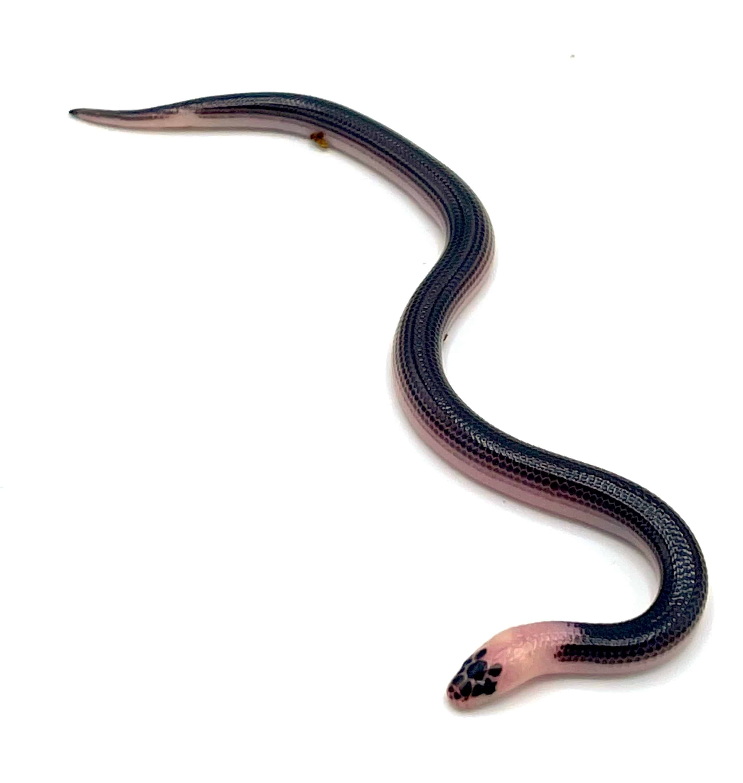 Baby Sunbeam Snake