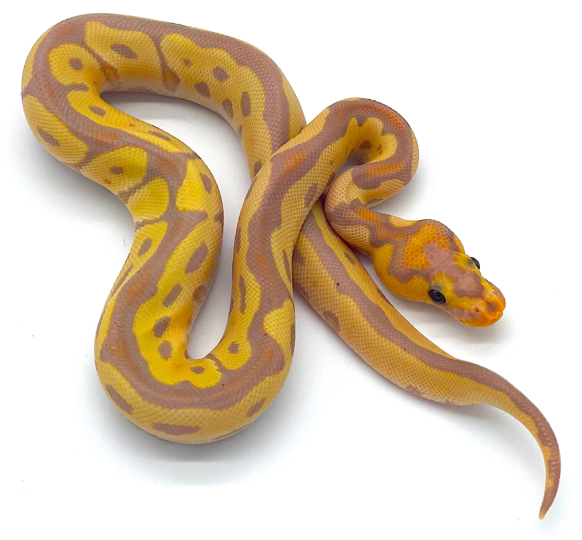 Banana Clown Ball Python