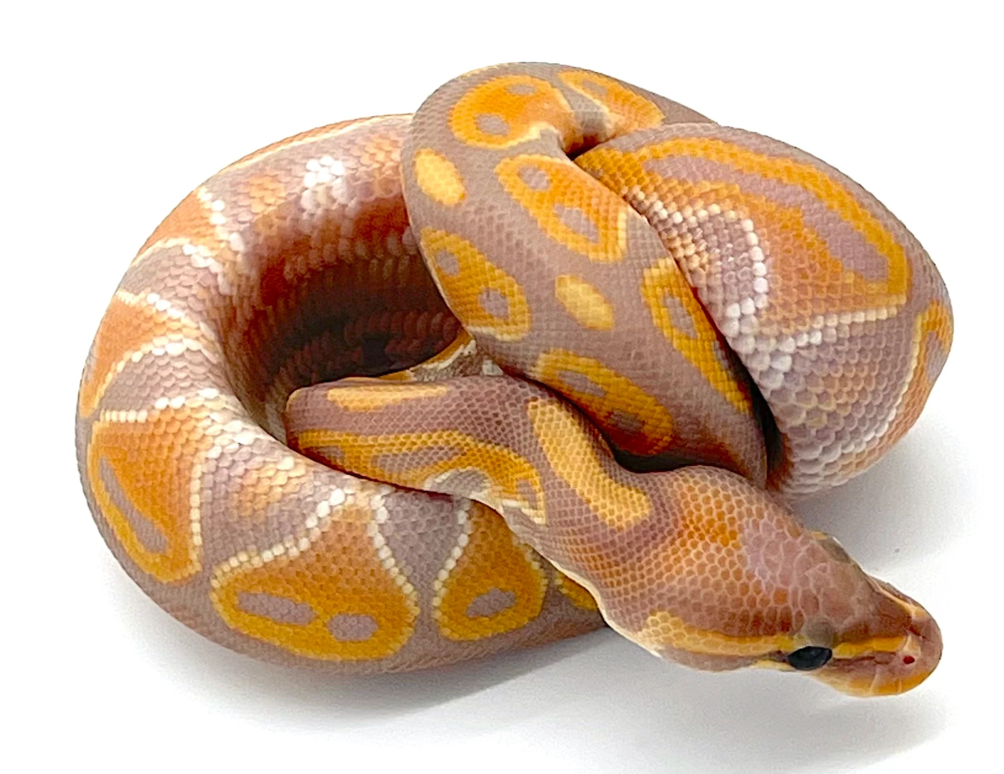Banana Het Red Axanthic Ball Python