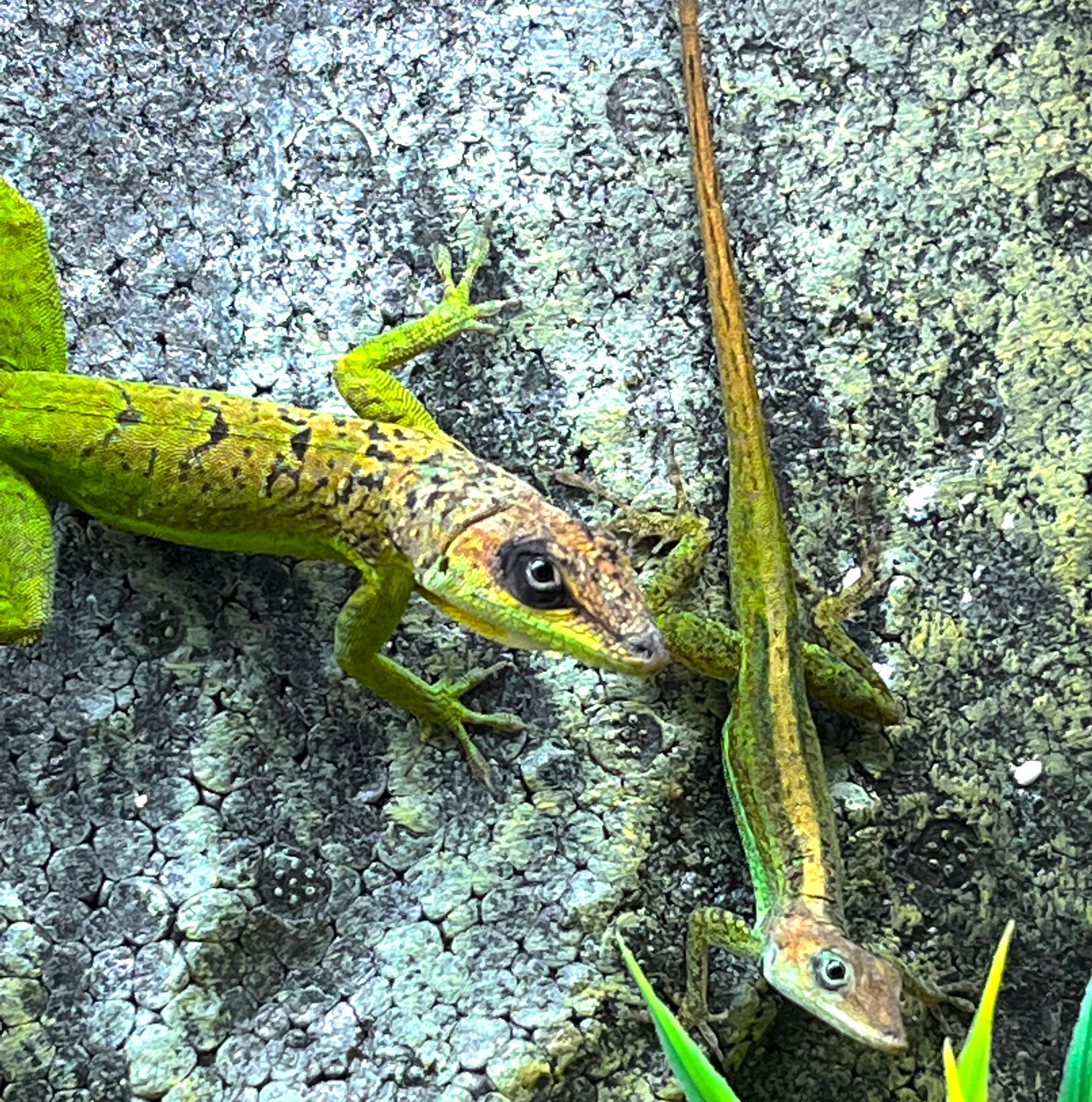 Barbados Anole (anolis extremus)