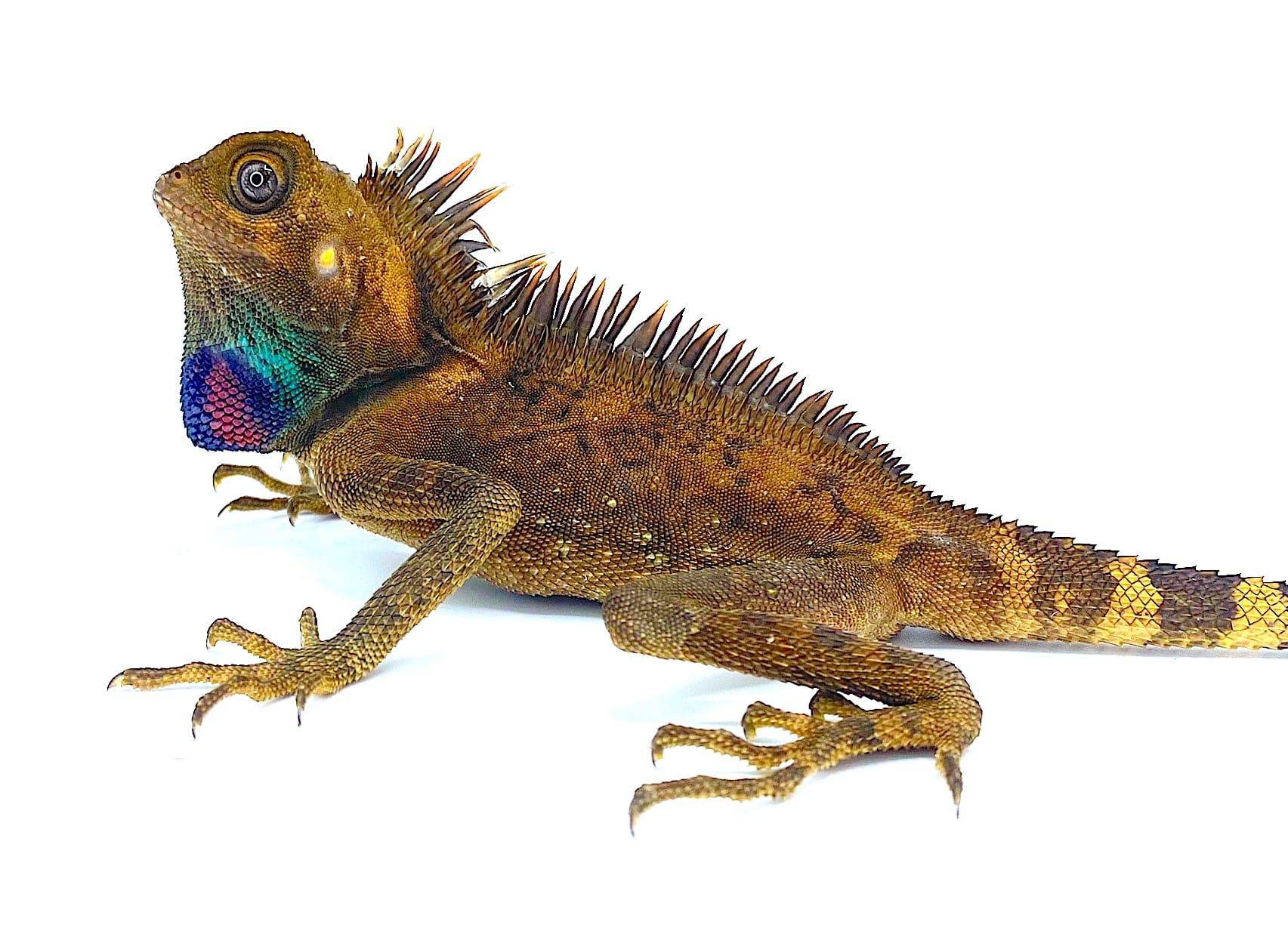Bell's Angle Head Dragon (Gonocephalus bellii)