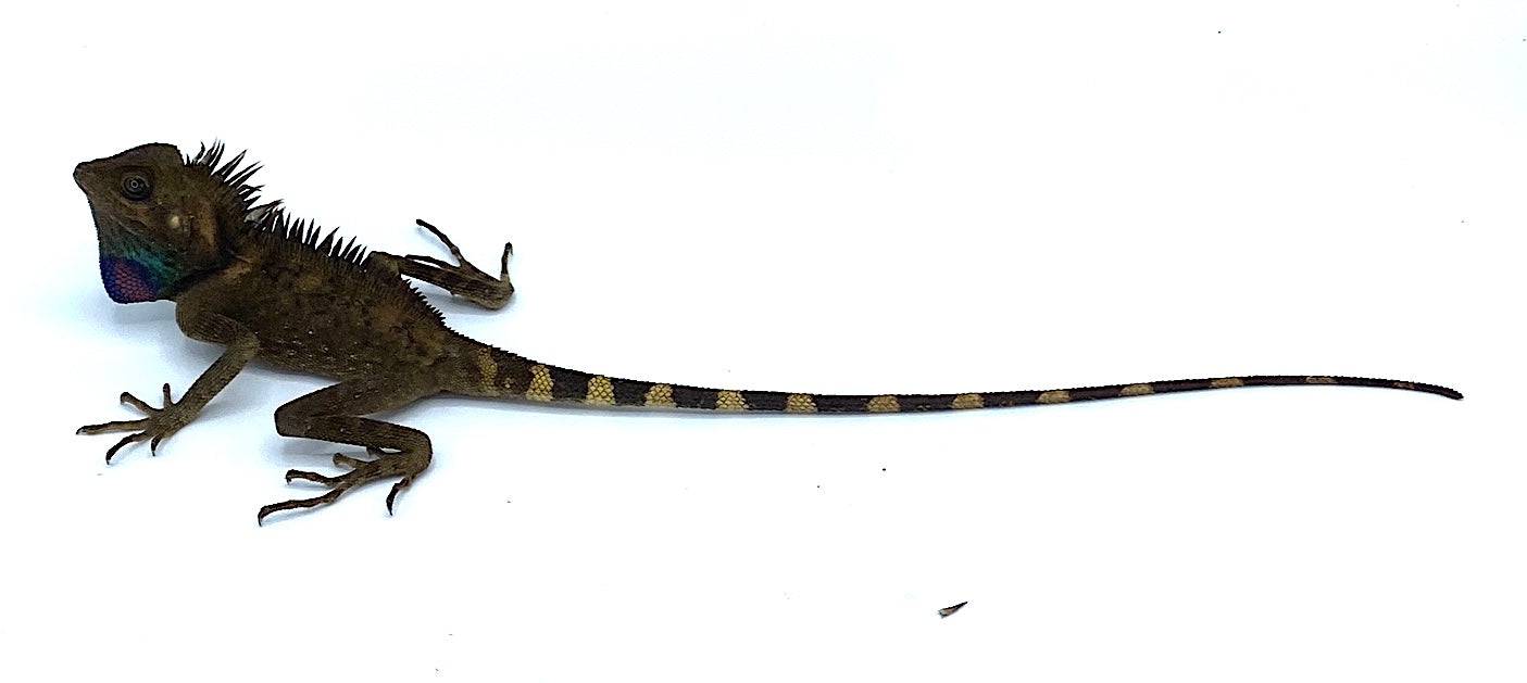 Bell's Angle Head Dragon (Gonocephalus bellii) - Image 2