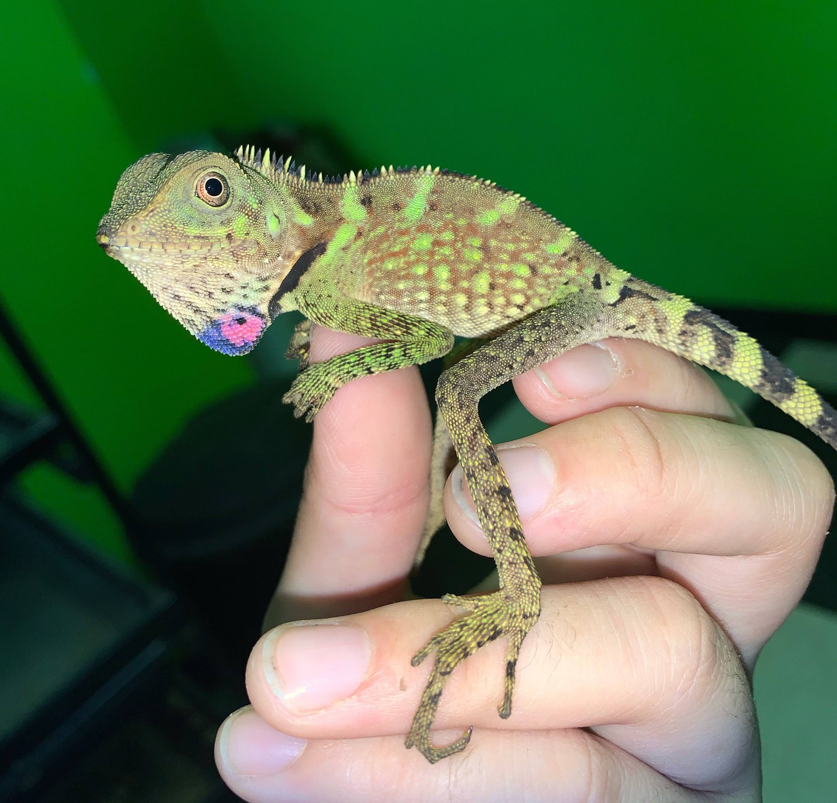 Bell's Angle Head Dragon (Gonocephalus bellii) - Image 3
