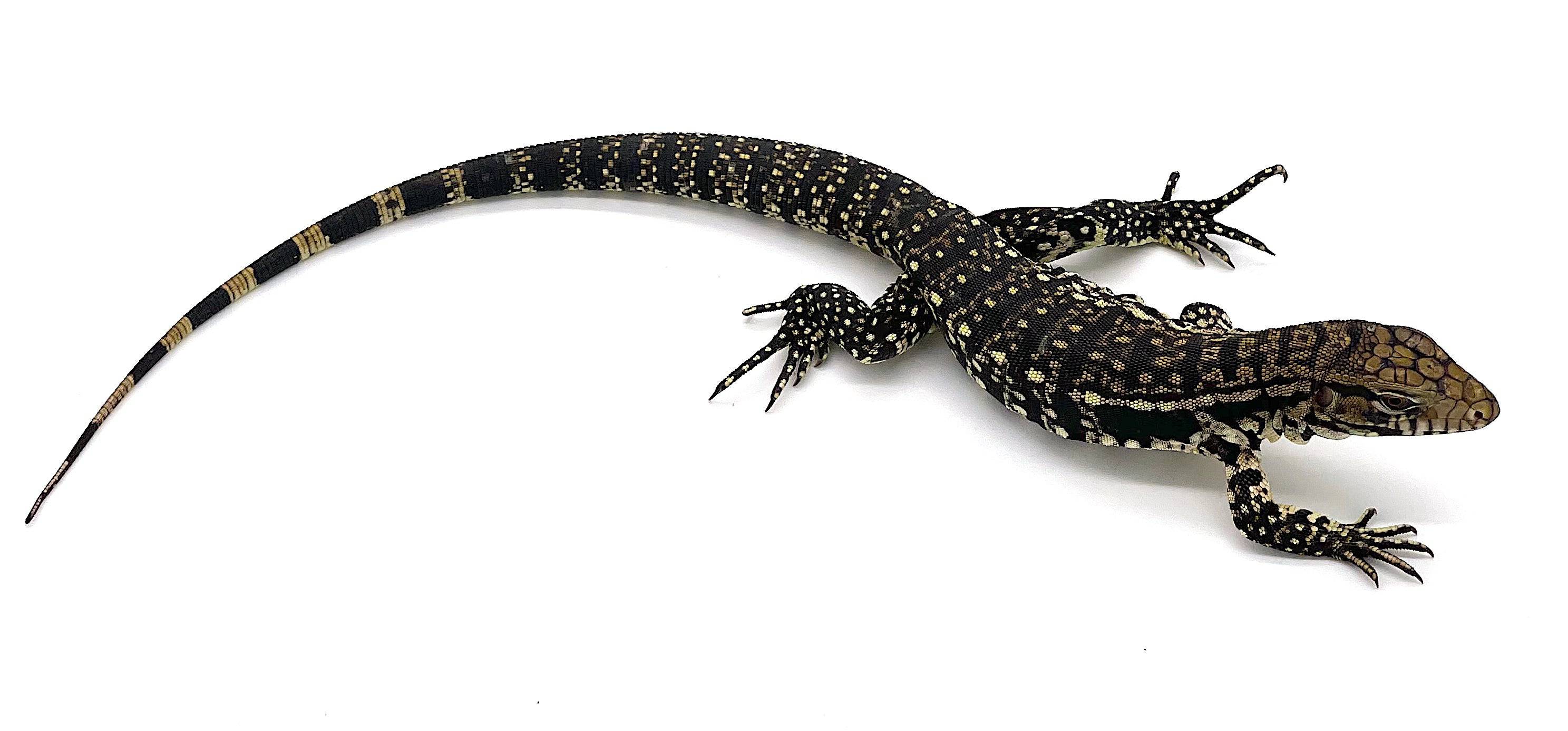 Black and White Argentine Tegu
