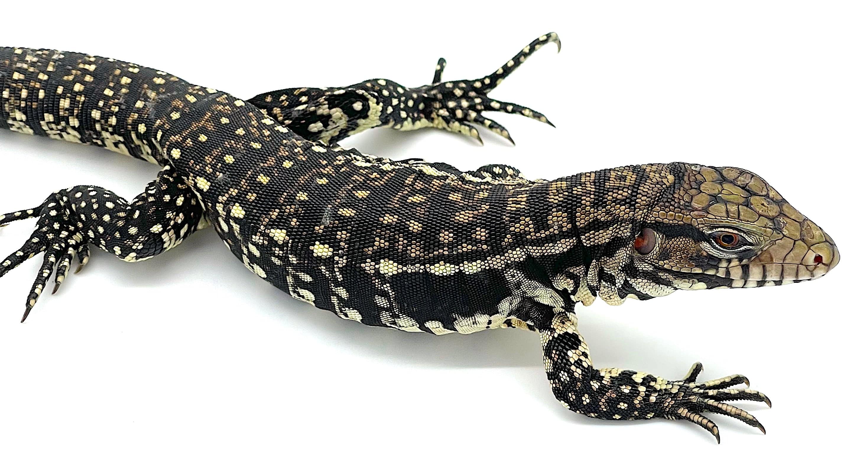 Black and White Argentine Tegu - Image 2