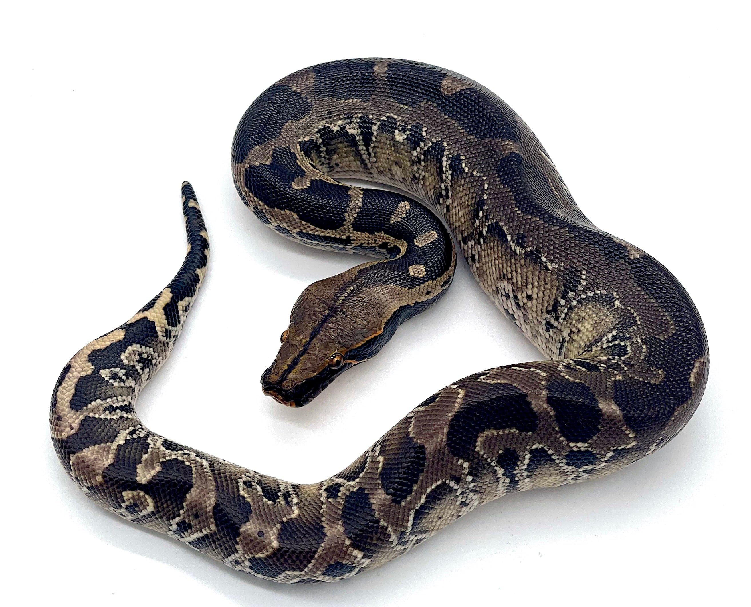 Black Blood Python