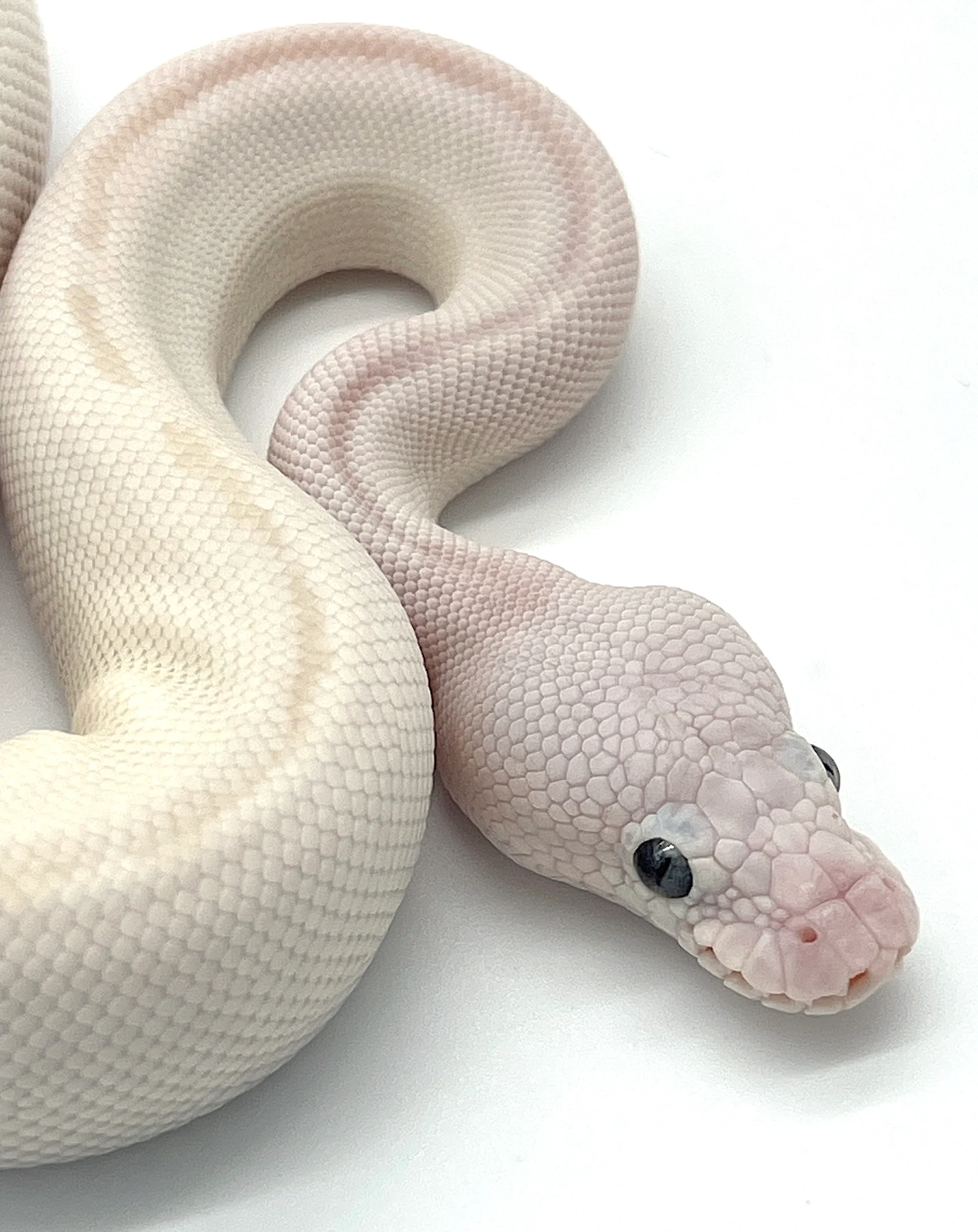 Blue Eye Leucistic Ball Python - Image 3