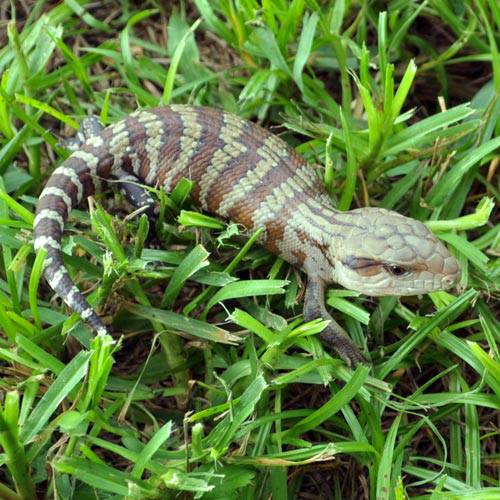 Blue Tongue Skink Baby - Image 3