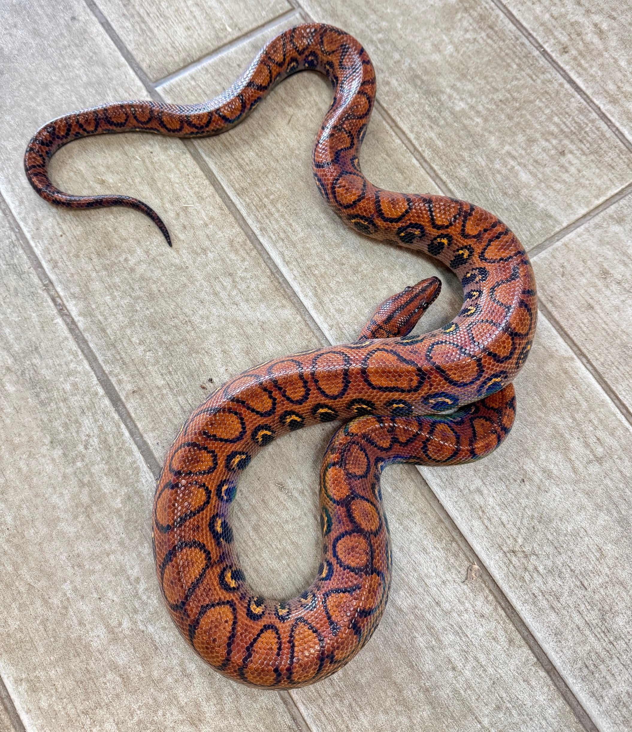 Snakes