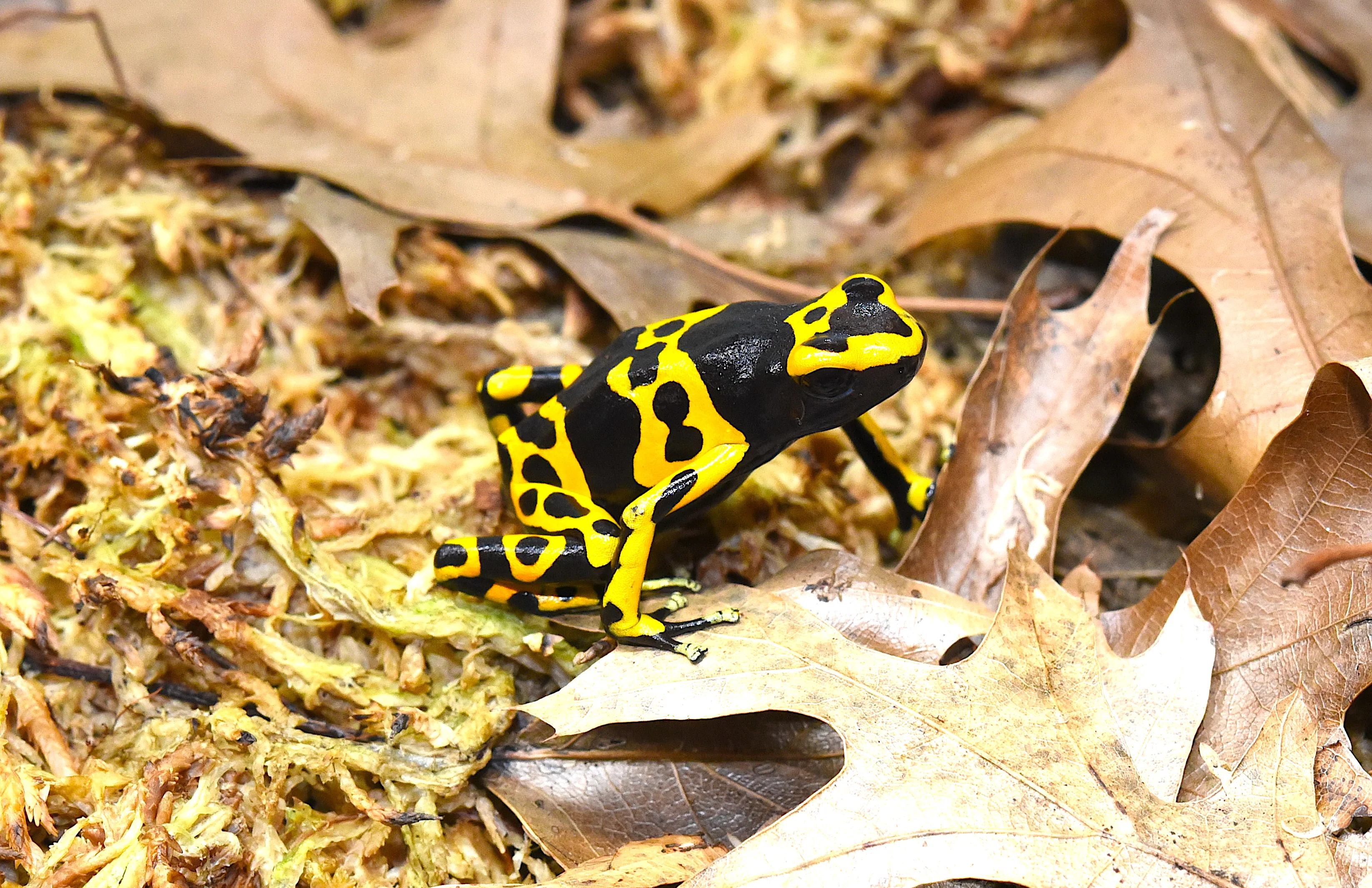 Bumblebee Dart Frog