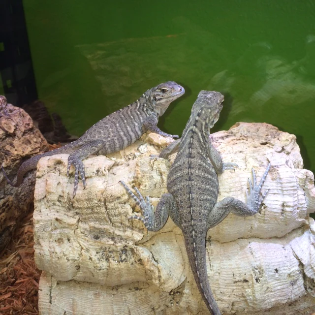 C.B. Baby Rhino Iguanas - Image 3