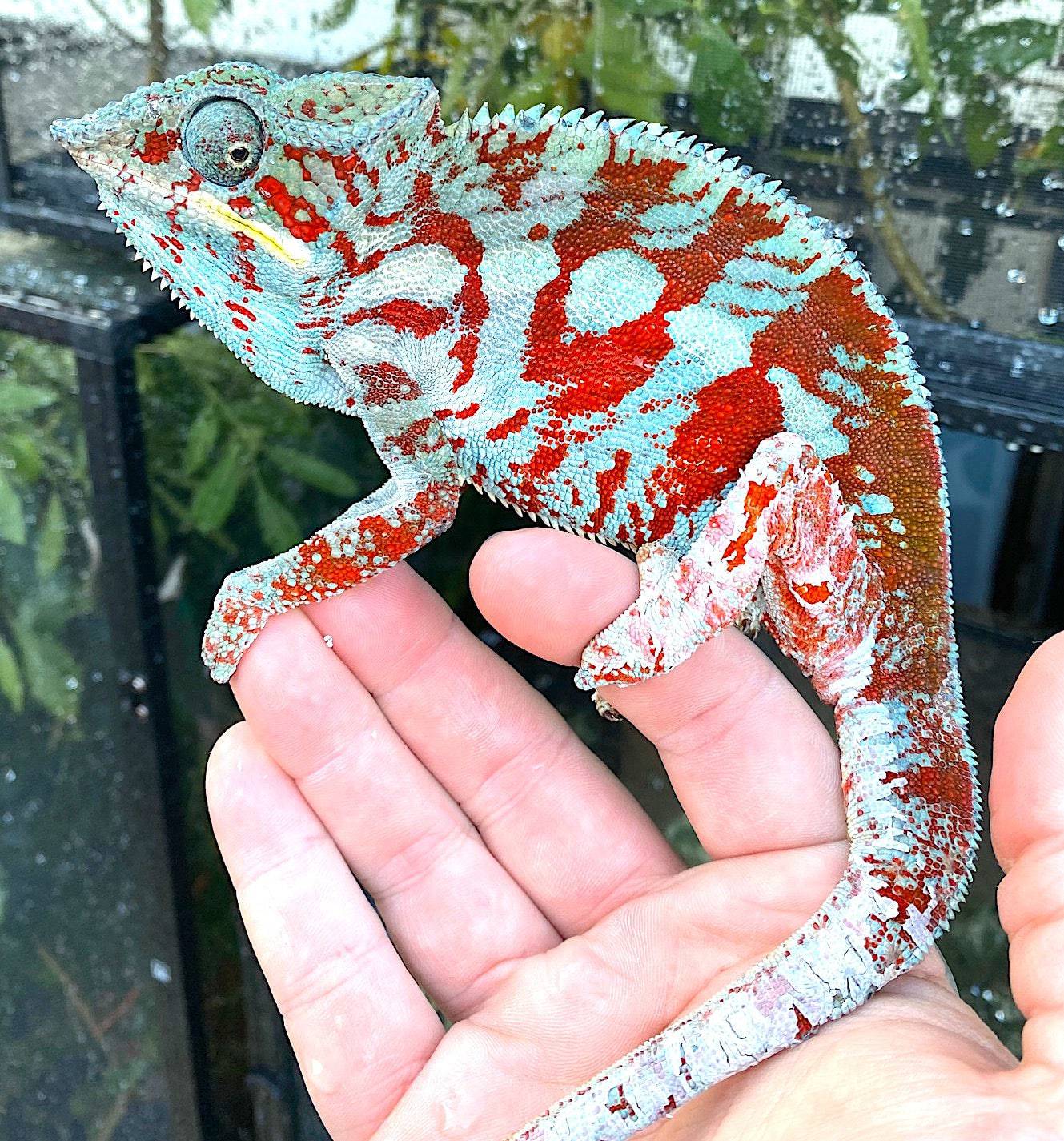 Cap est Panther Chameleon