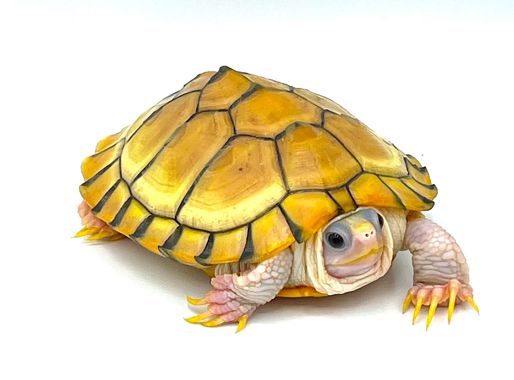 Caramel Albino Red Ear Sliders - Image 3