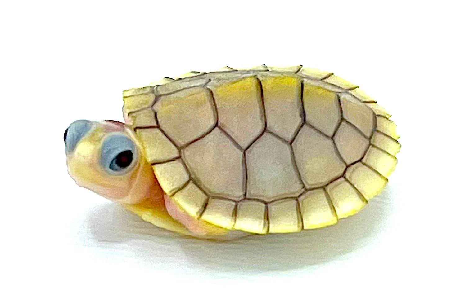 Caramel Albino Red Ear Sliders - Image 4