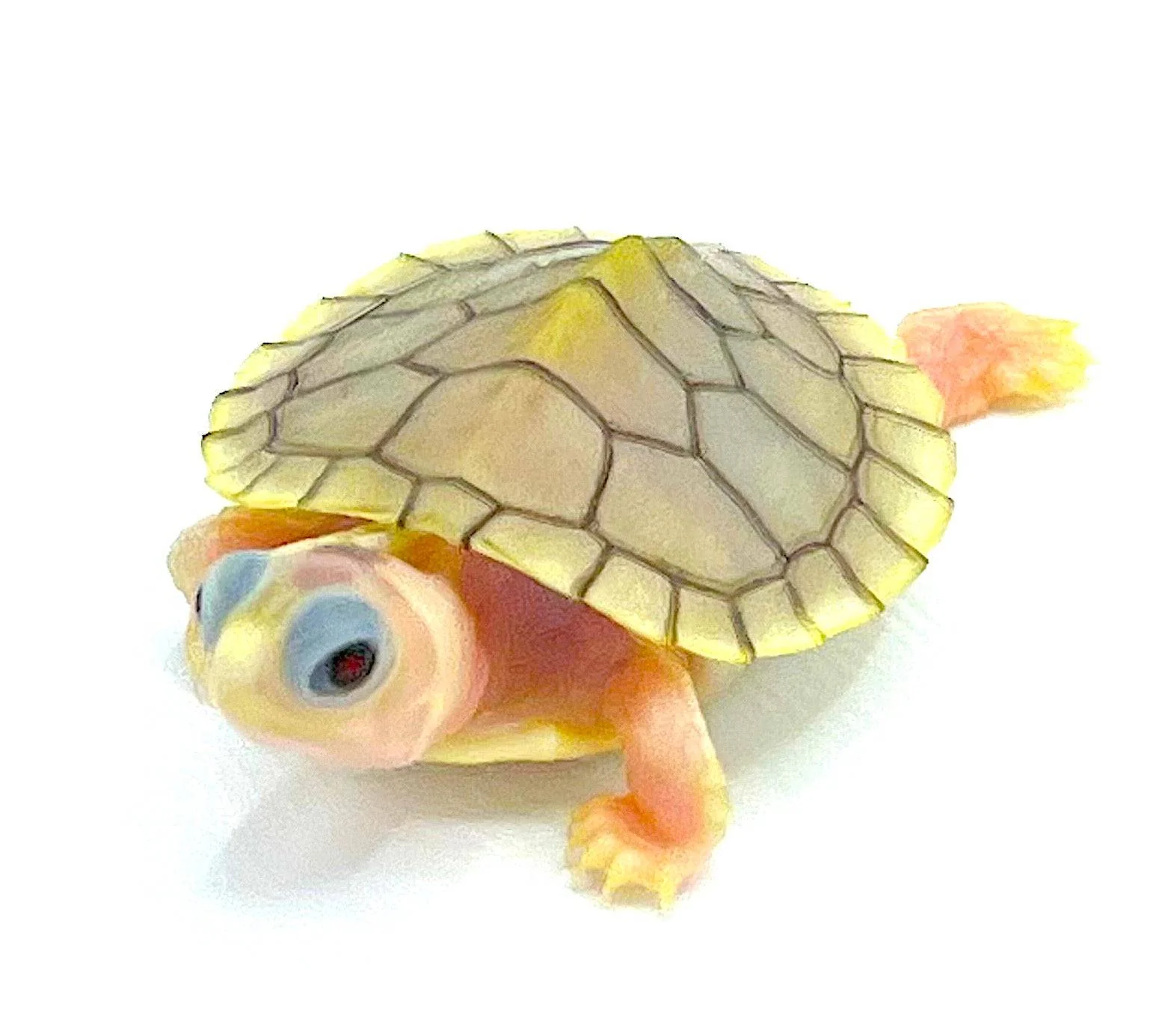 Caramel Albino Red Ear Sliders - Image 5