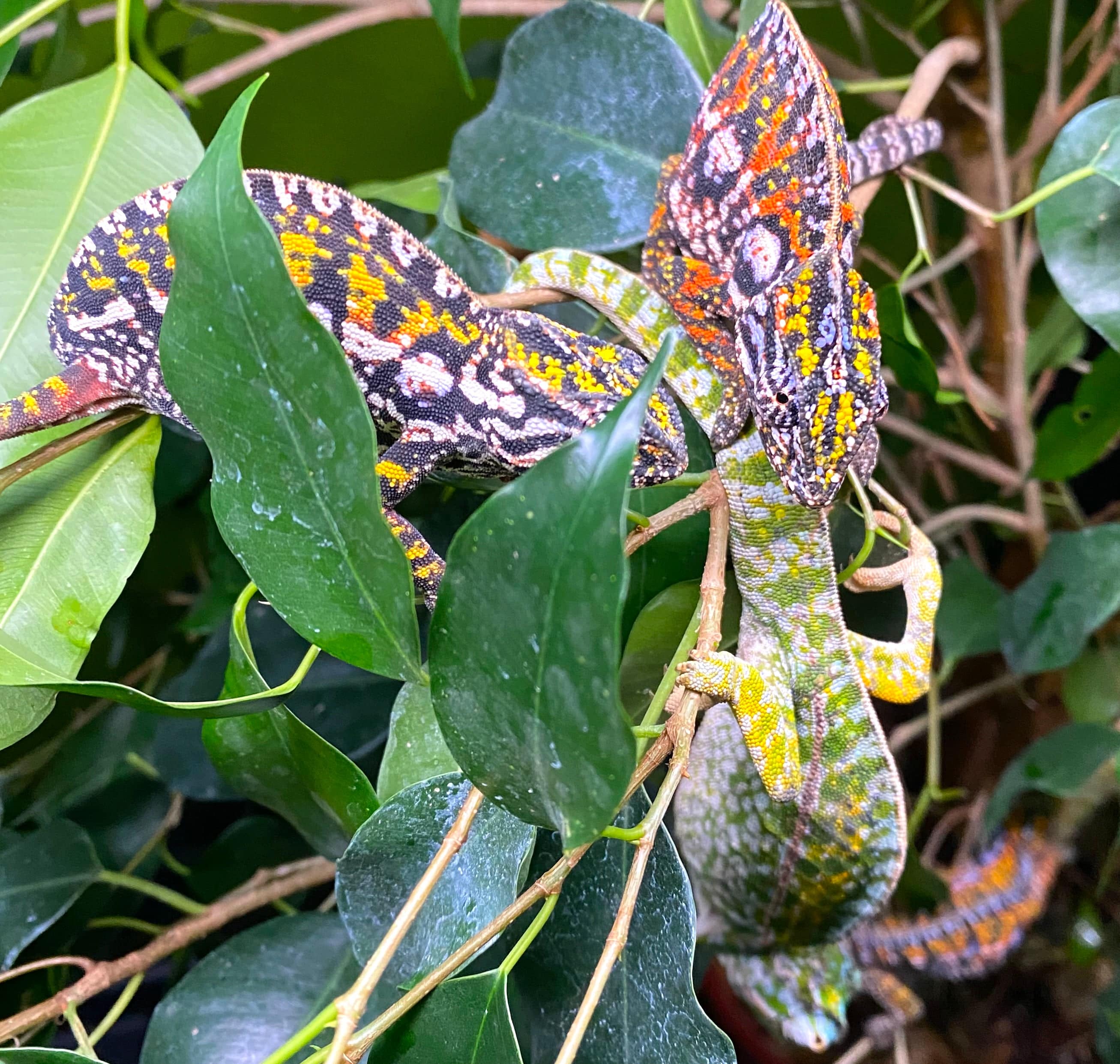 Carpet Chameleon (Furcifer lateralis) - Image 2