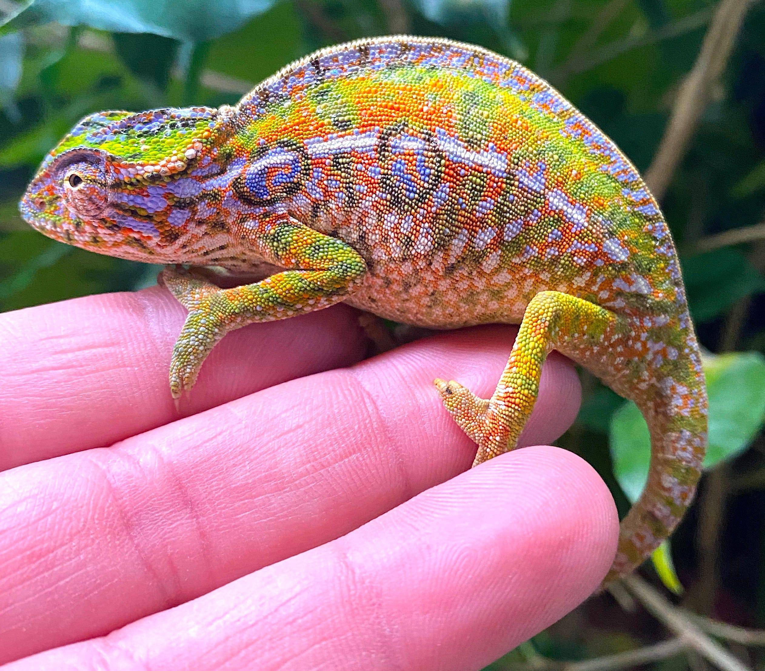 Carpet Chameleon (Furcifer lateralis) - Image 3