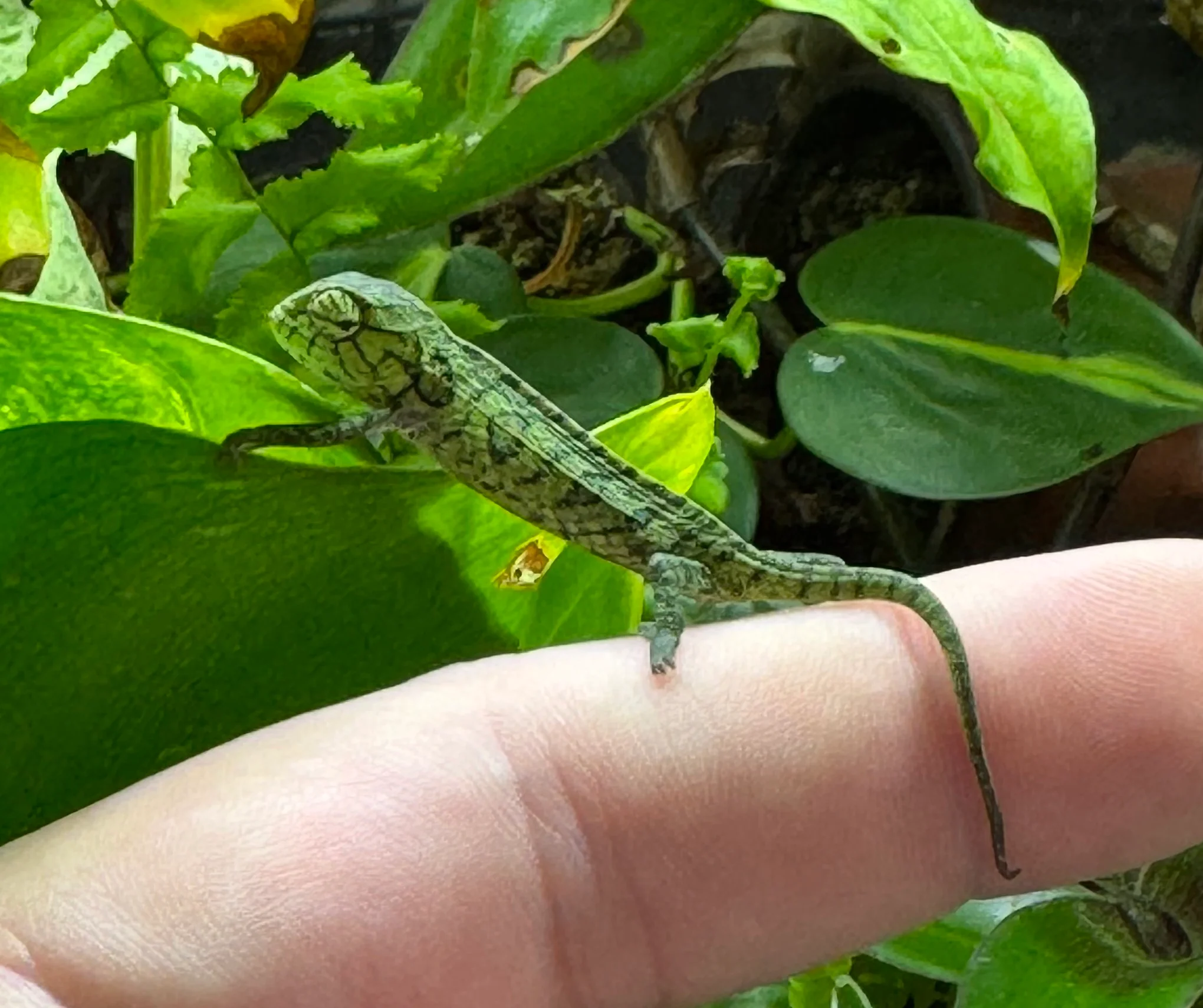 Carpet Chameleon (Furcifer lateralis) - Image 4