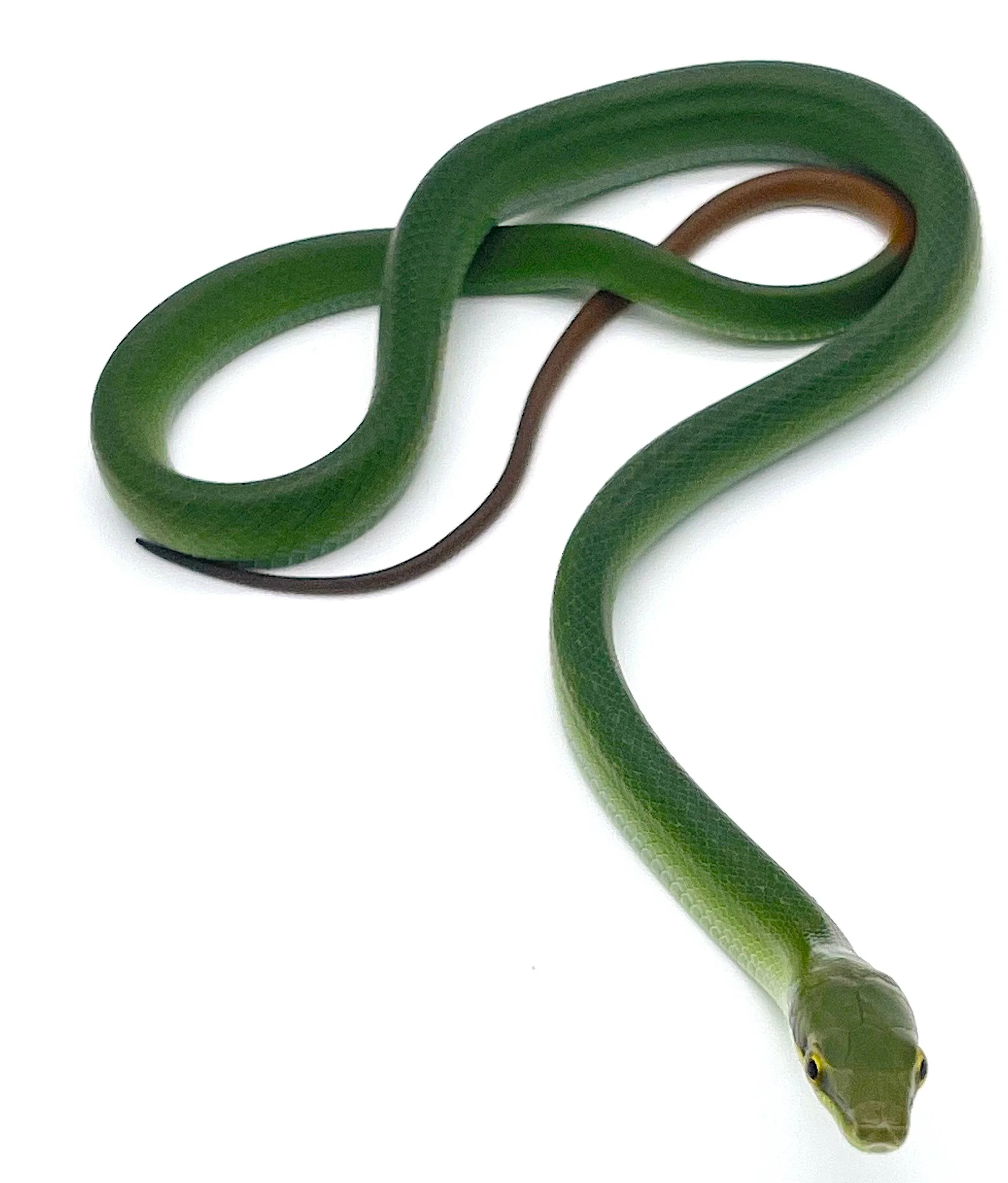 CB Red Tail Green Rat Snake