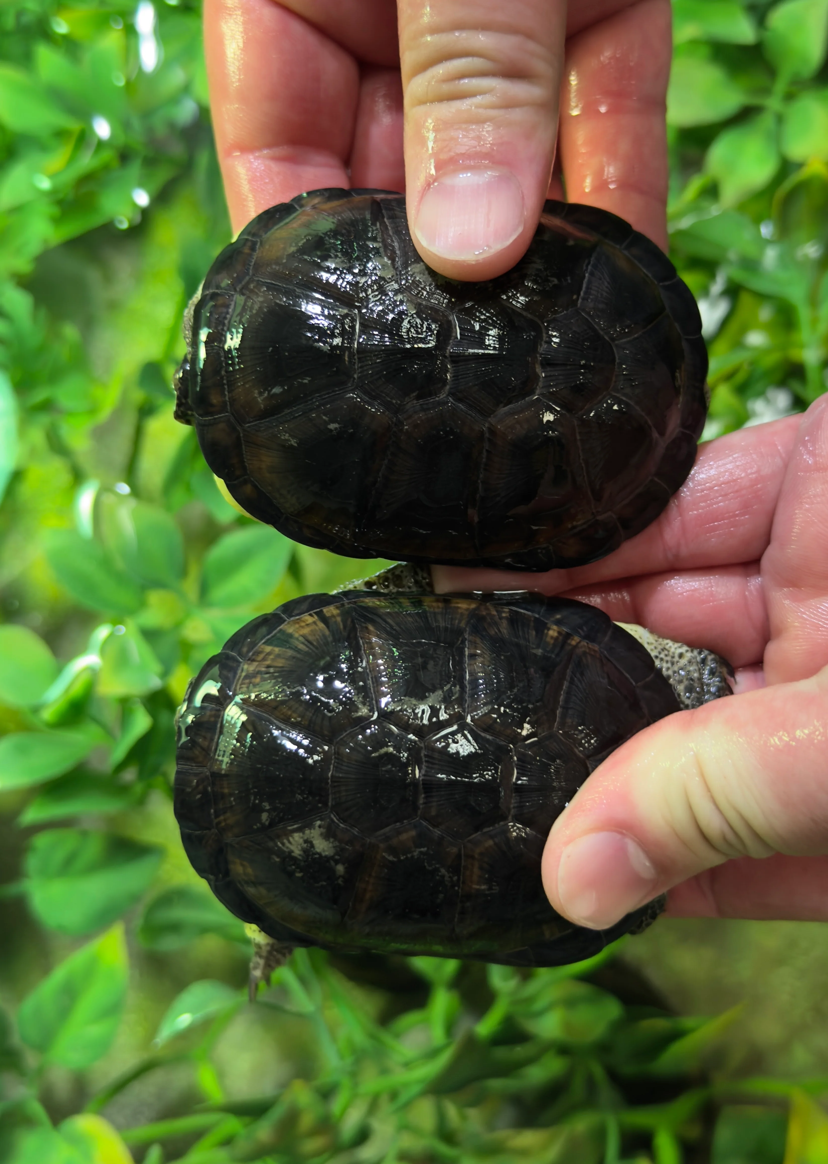 CBB Congo Dwarf Mud Turtle Yearlings (Pelusios nanus)