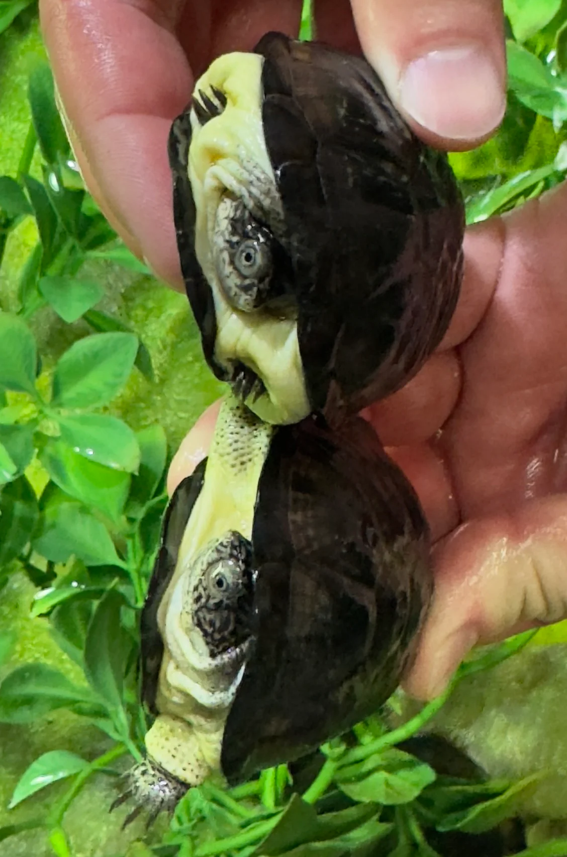 CBB Congo Dwarf Mud Turtle Yearlings (Pelusios nanus) - Image 2