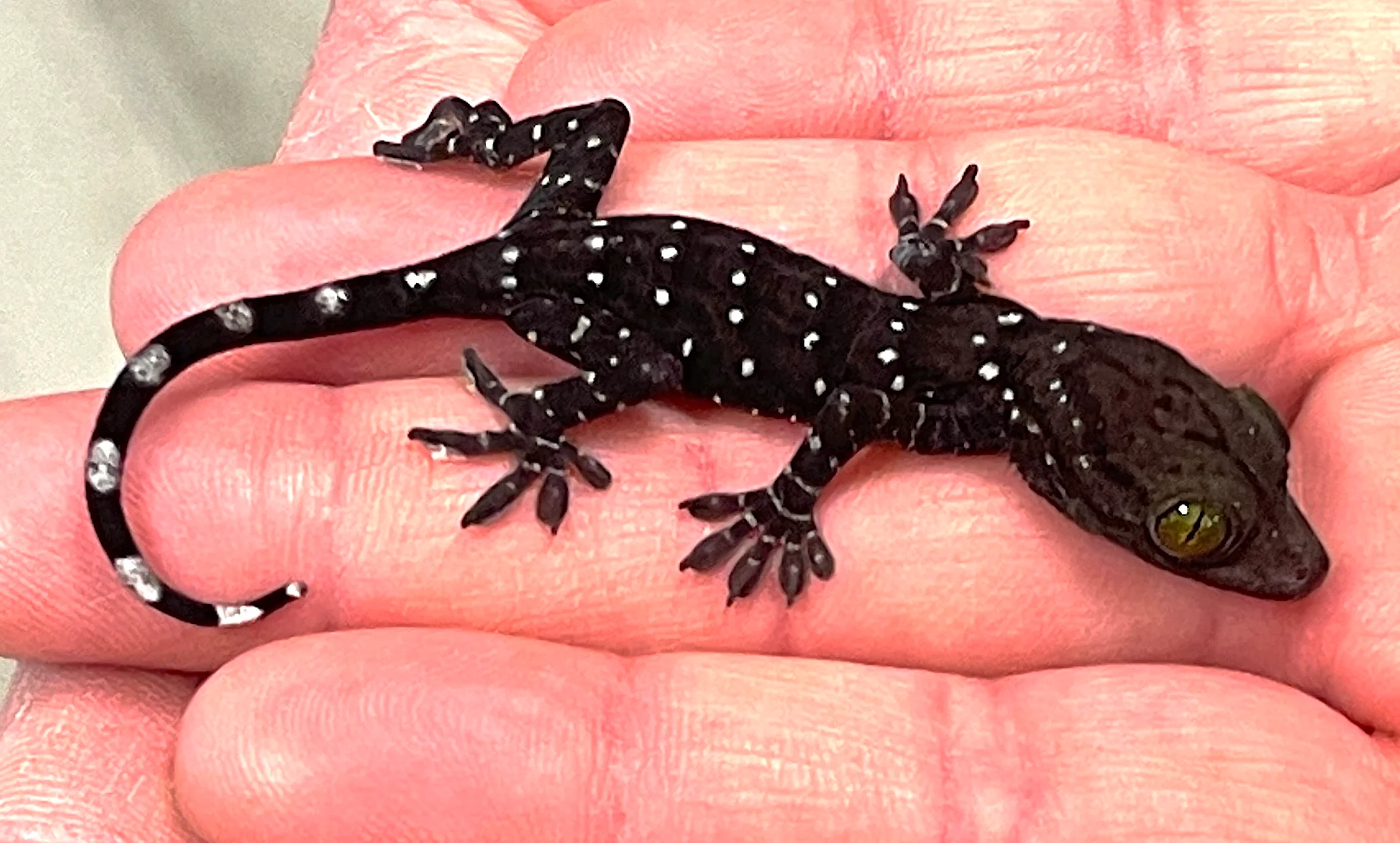 CBB Green Eyed Tokay (Gekko smithi)
