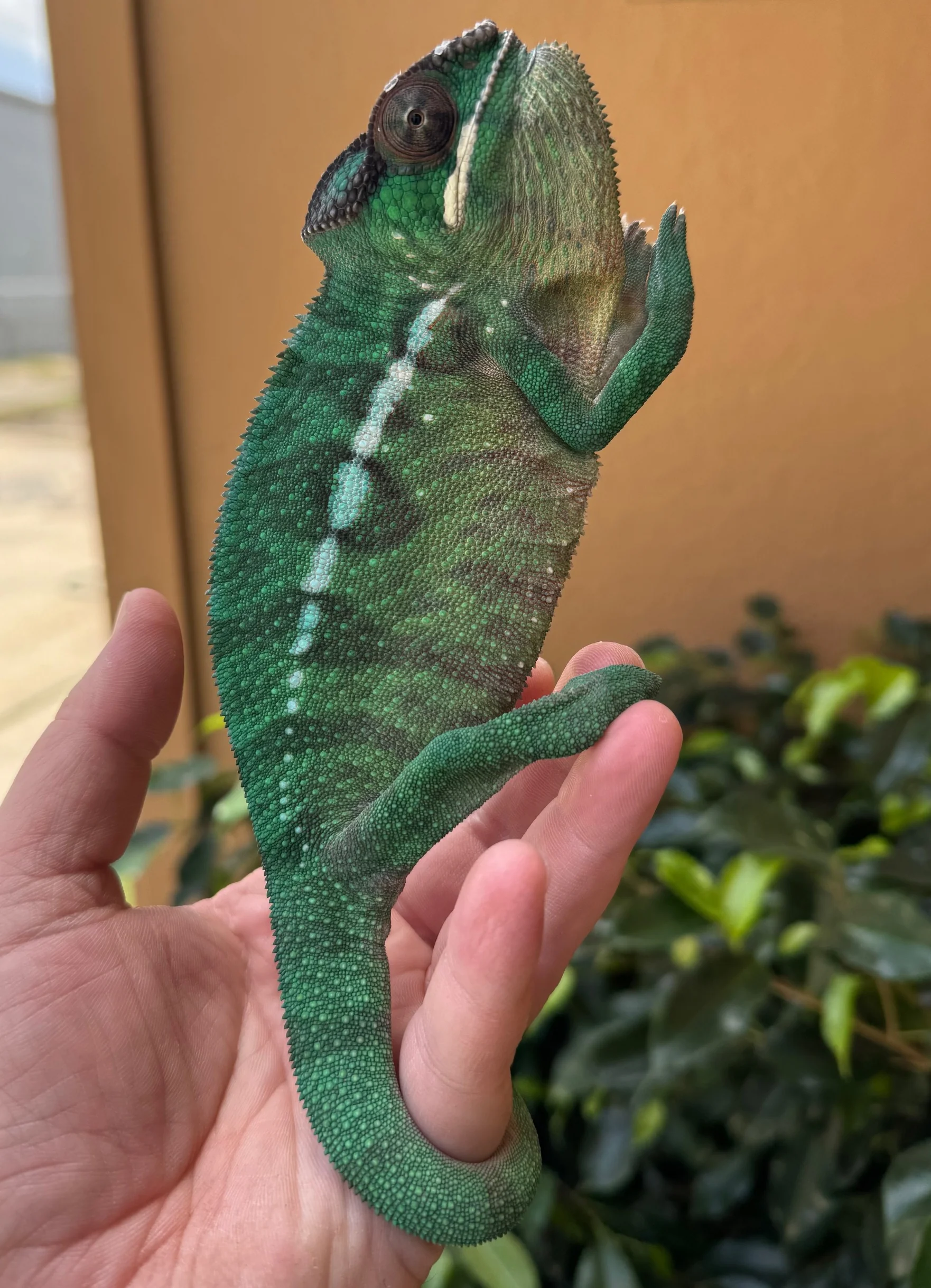Madagascar